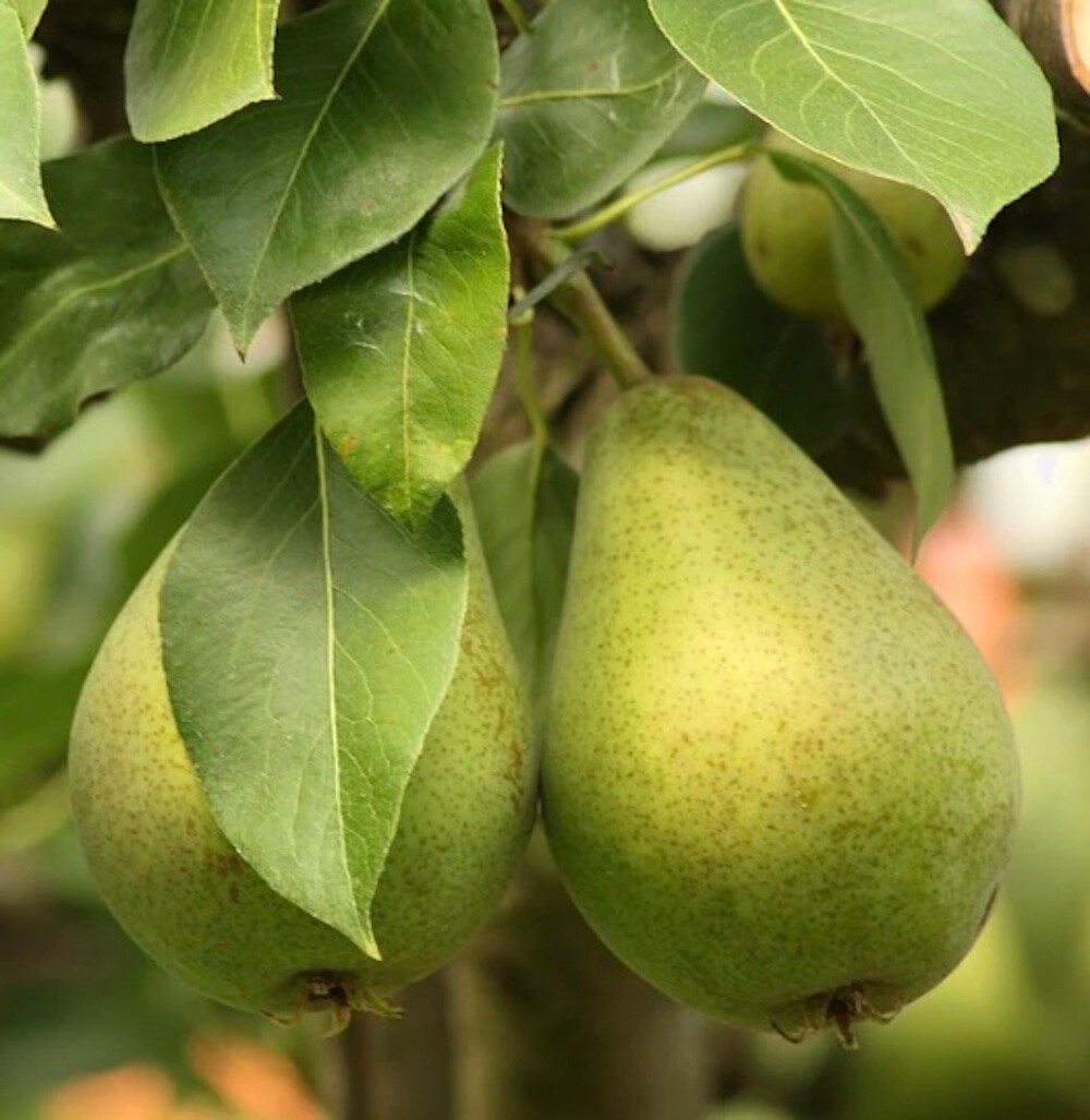 D'Anjou Pear Tree Large Green Fruit, Zone 2, Full Sun, Attracts Pollinators 3 Gallon Pot at