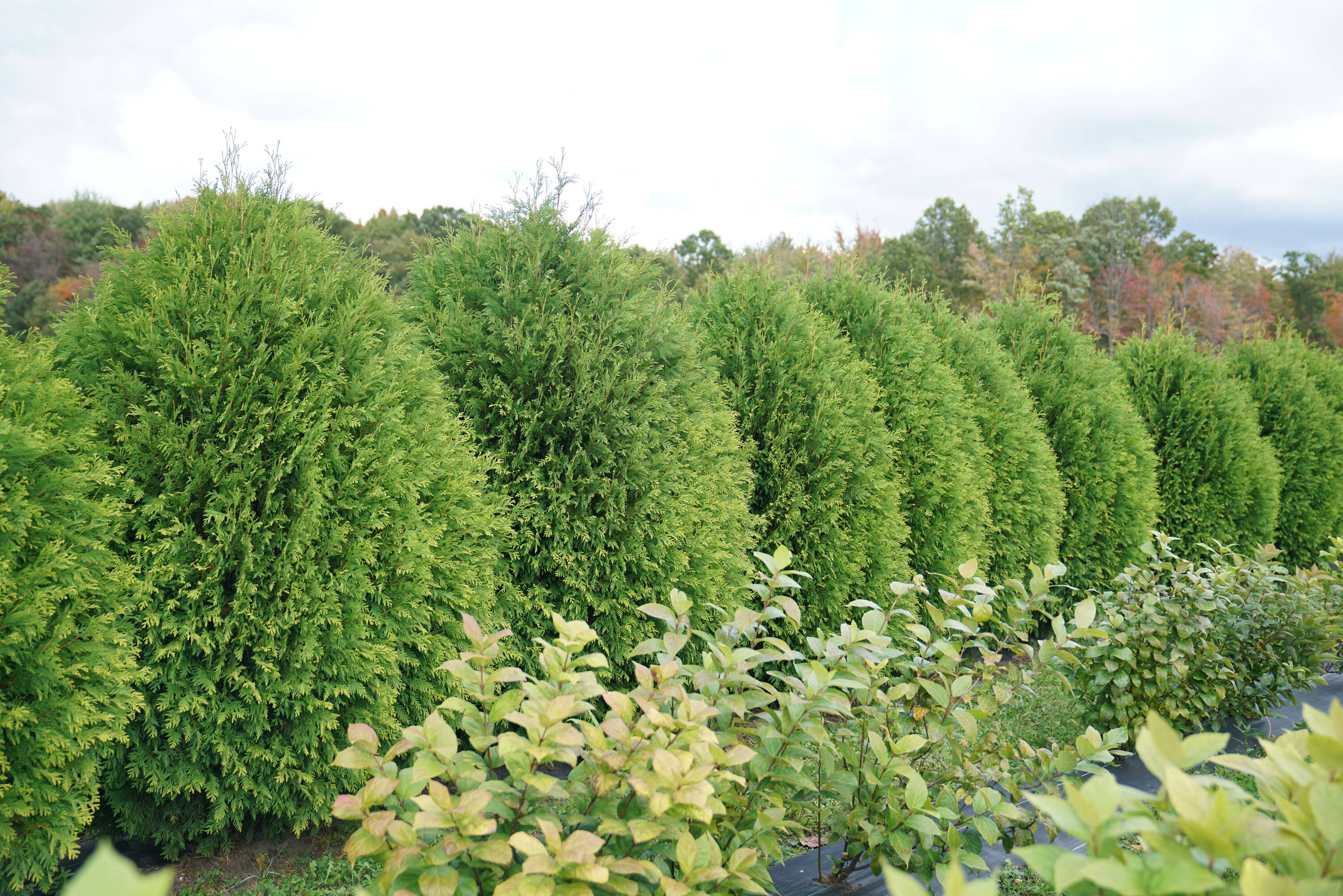 Proven Winners THJPRC1076101 shrubs - View #2
