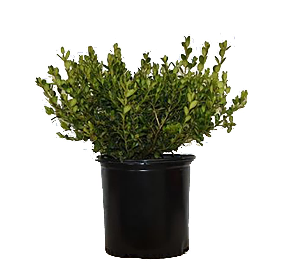 Lowe's Boxwood Shrub in 2.25-Gallon (s) at Lowes.com