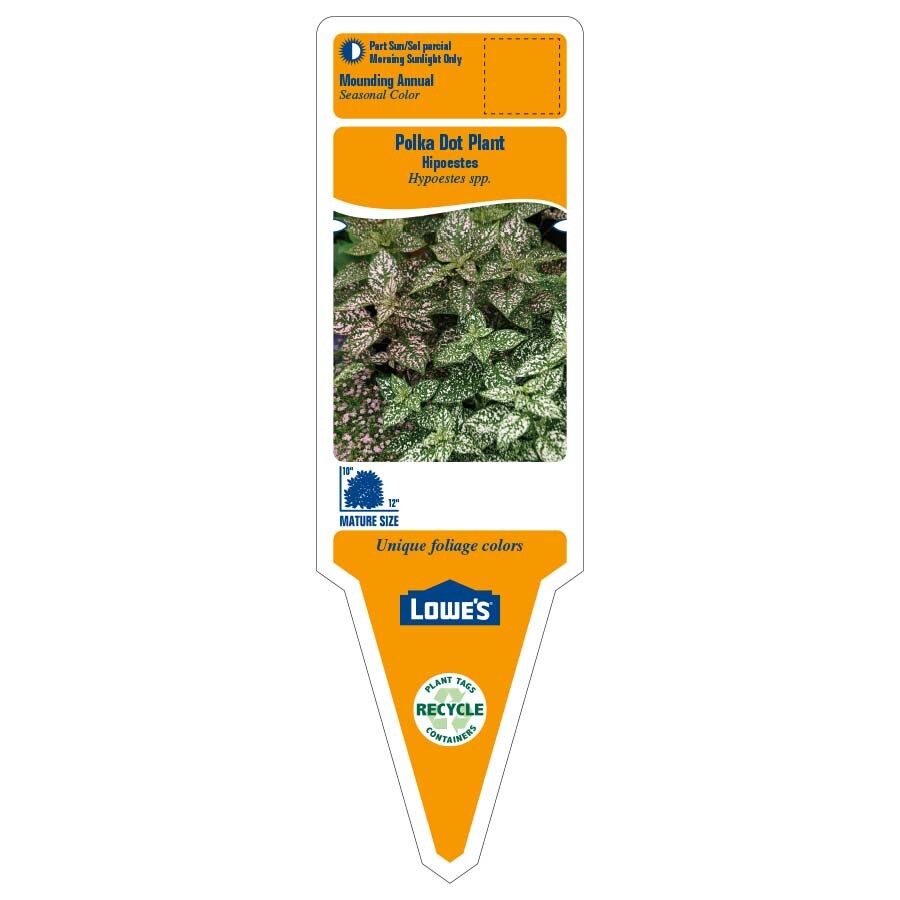 Lowe's NURSERY annuals - View #2