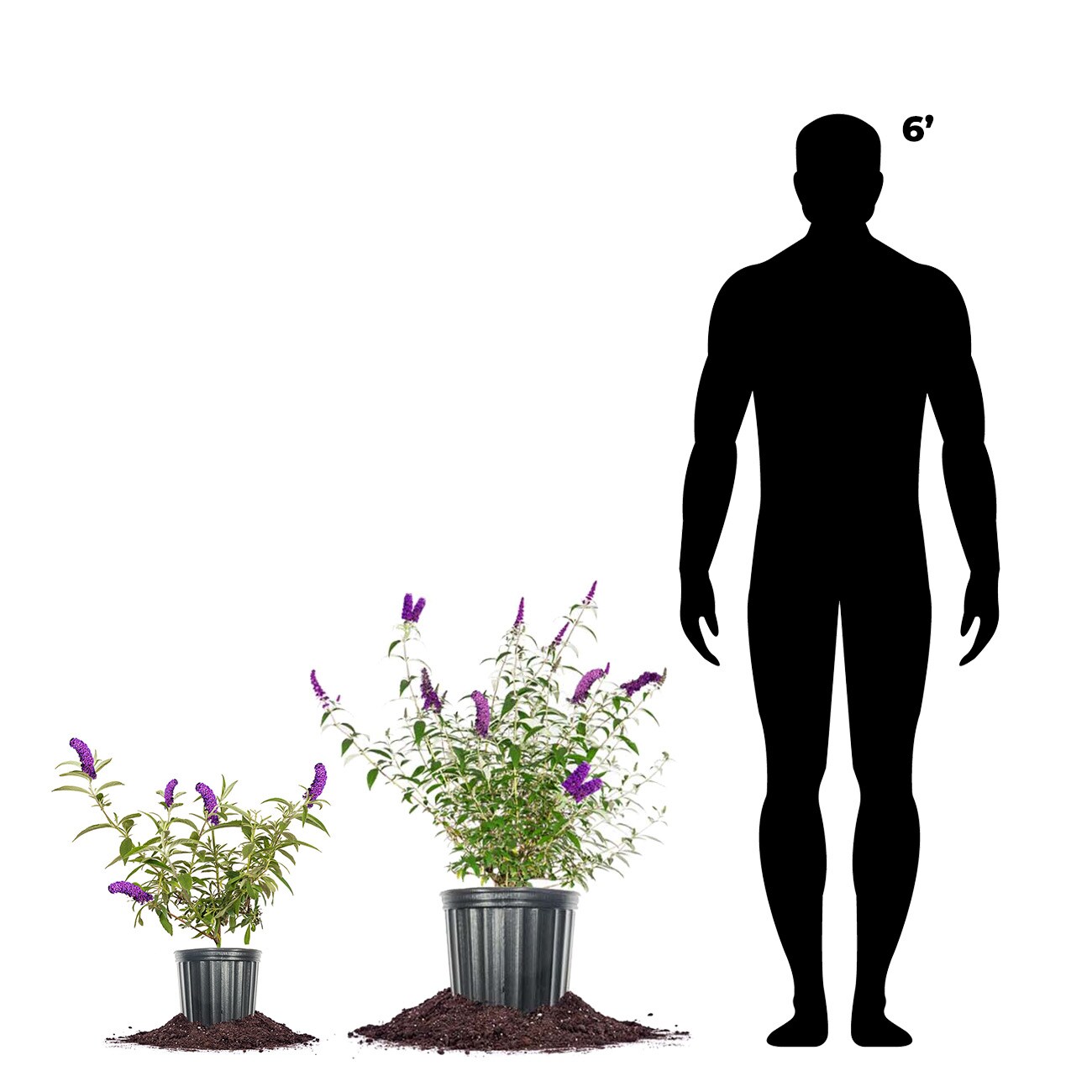 Perfect Plants LOBLKNIGTBTERFYBSH1G shrubs - View #4