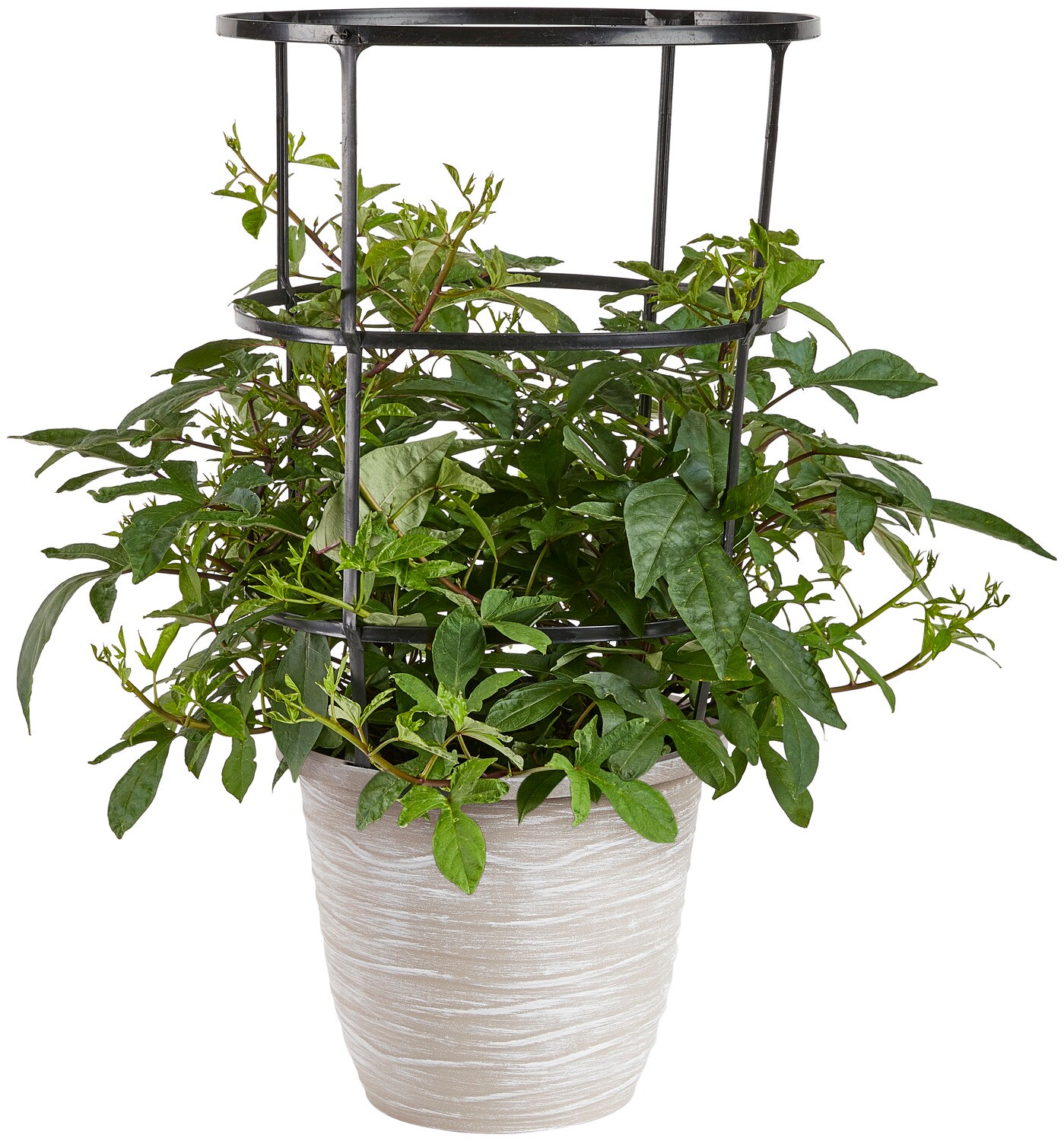Bonnie Plants 121011 Potatoes Pot Plant