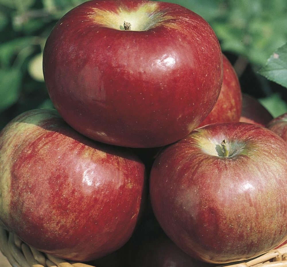 Cortland Apples - Bulk Natural Foods