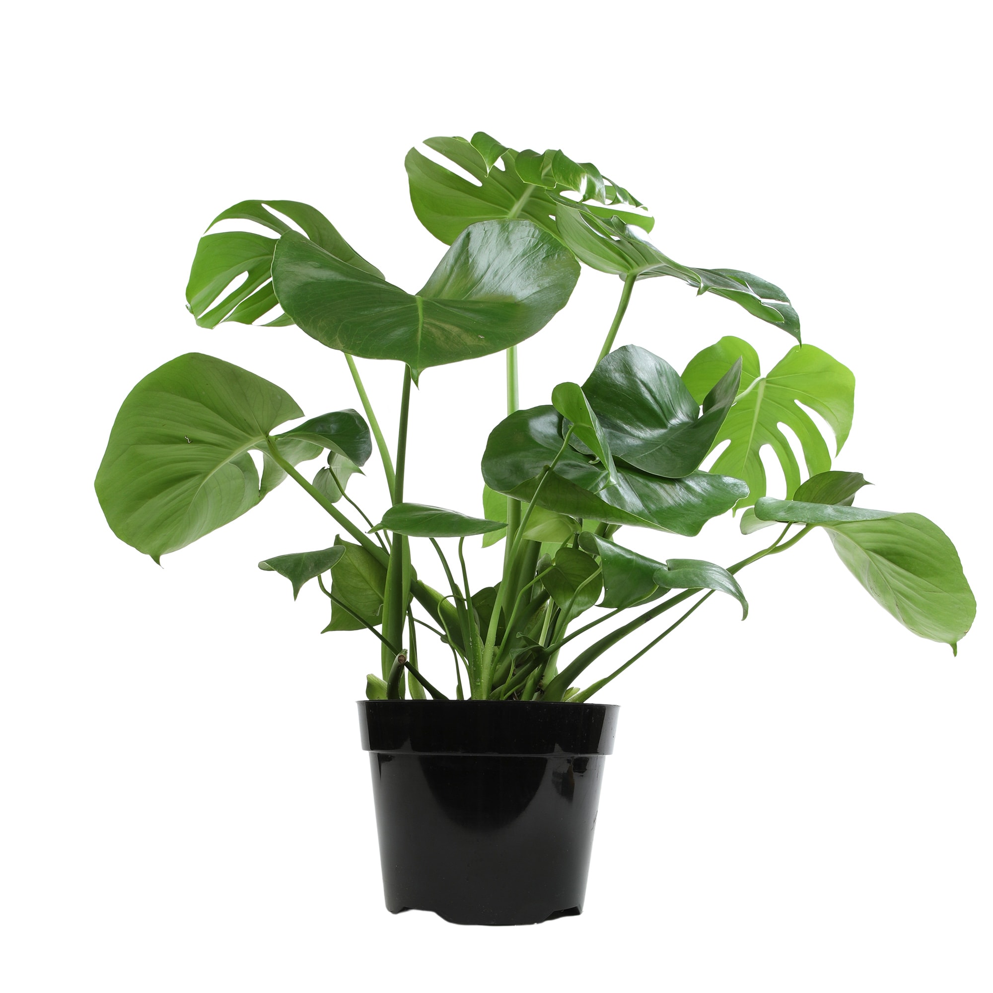 Altman Plants 0881614 hseplants - View #7