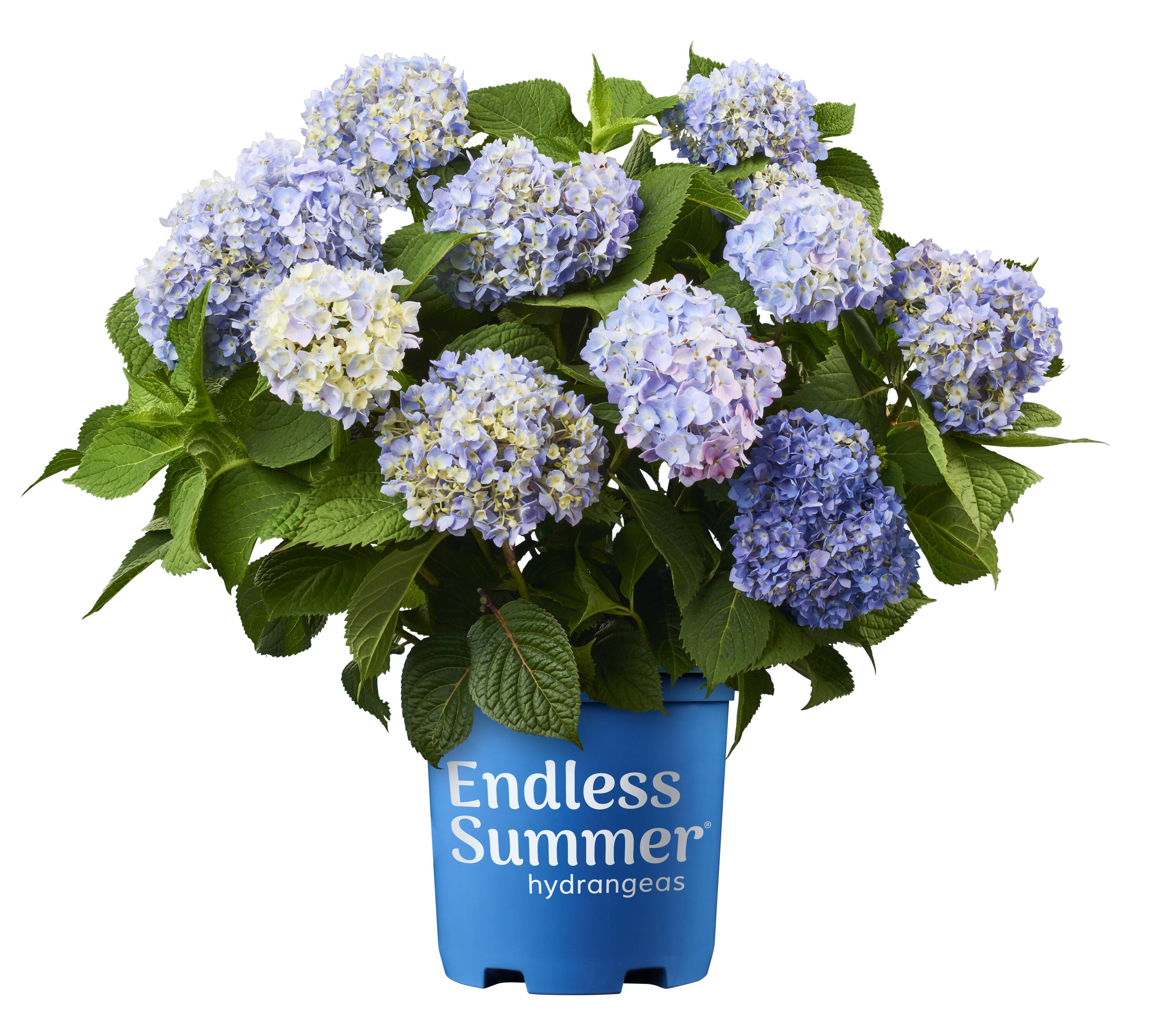 Lowe's Blue The Original Reblooming Hydrangea Flowering Shrub In 1 