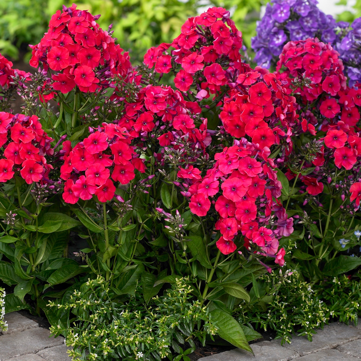 Tall Phlox Red Riding Hood Plant Bulbs at Lowes.com