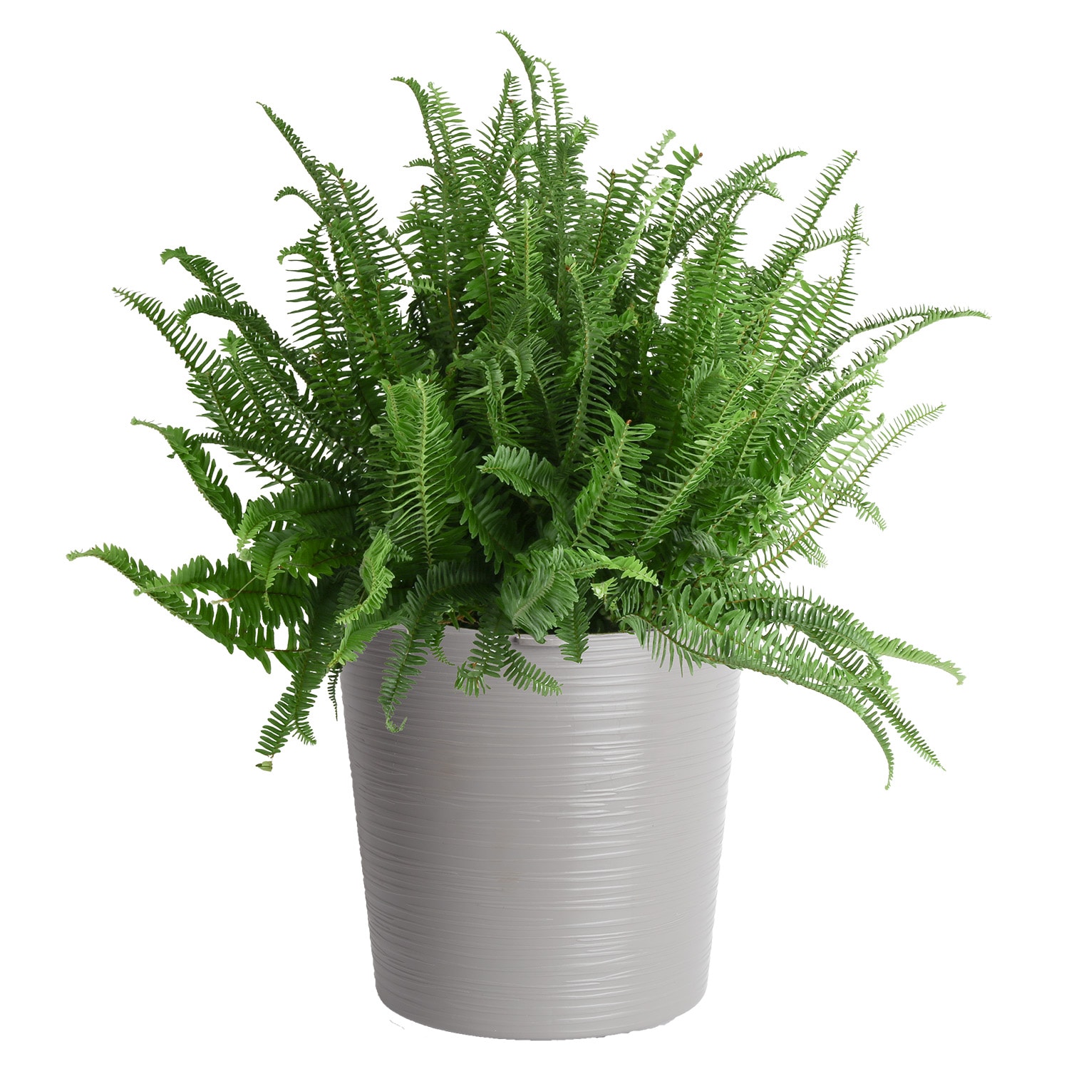 Lowe's 2082513 Kinberly Queen Fern Accent Shrub in 1.72 -Gallon Planter 1 -Pack