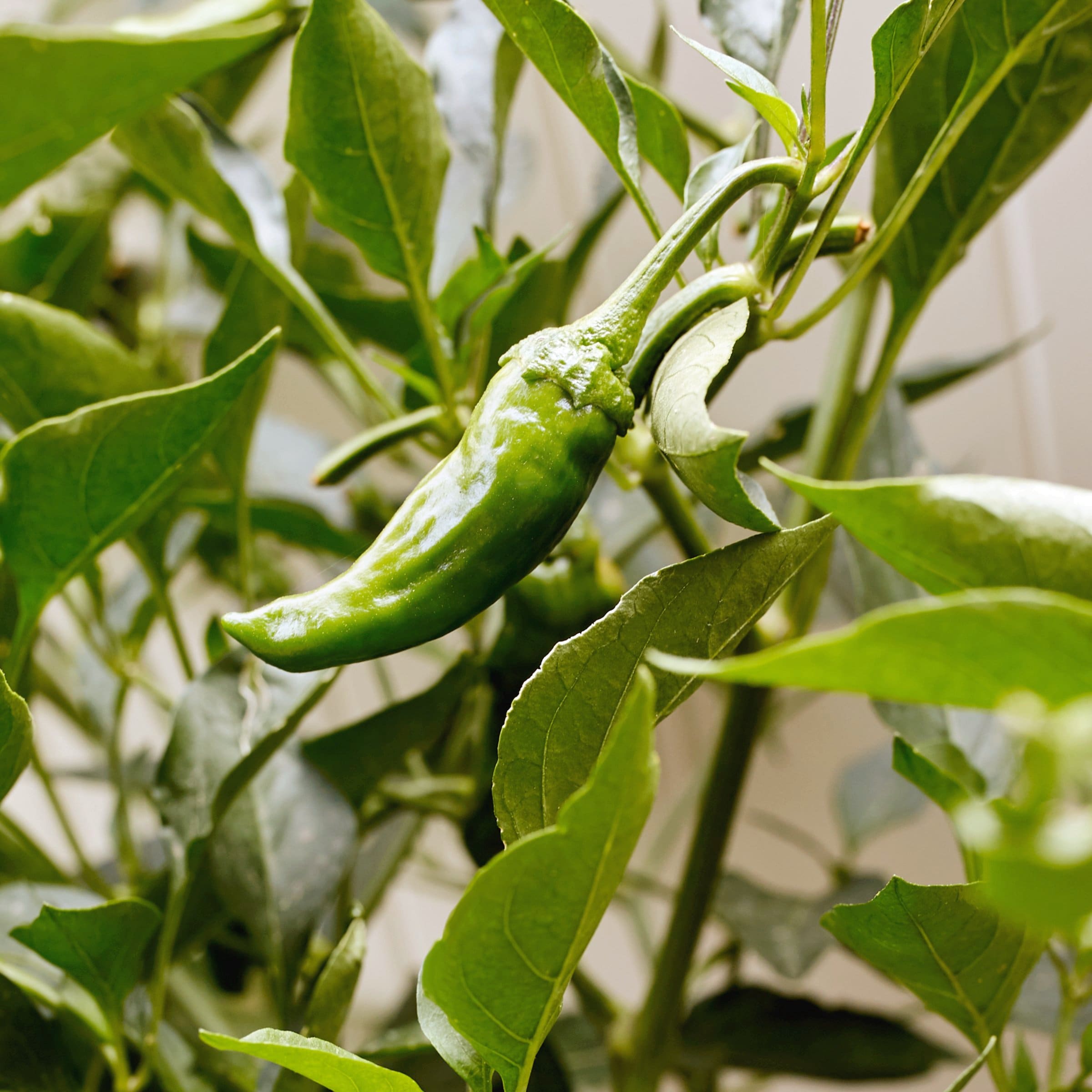 National Plant Network LW2261 Shishito Chile Pepper Plant in Pot