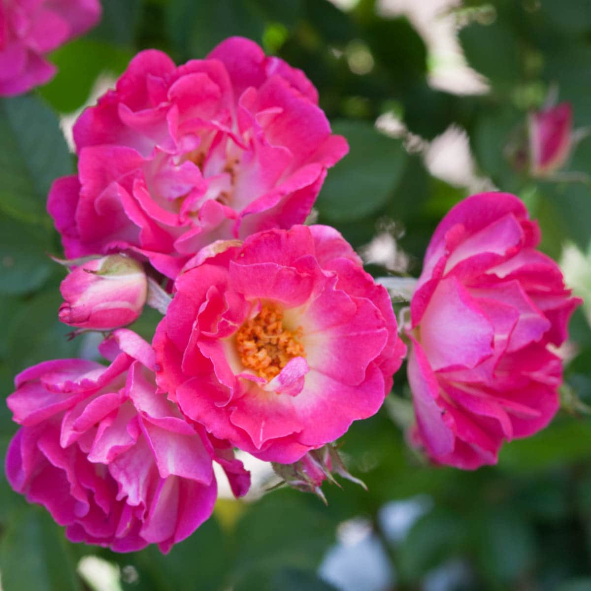 Spring Hill Nurseries 86291 Pink Flowering Cupids Kisses Miniature Rose 1 -Pack 1 -Pack in Bare root