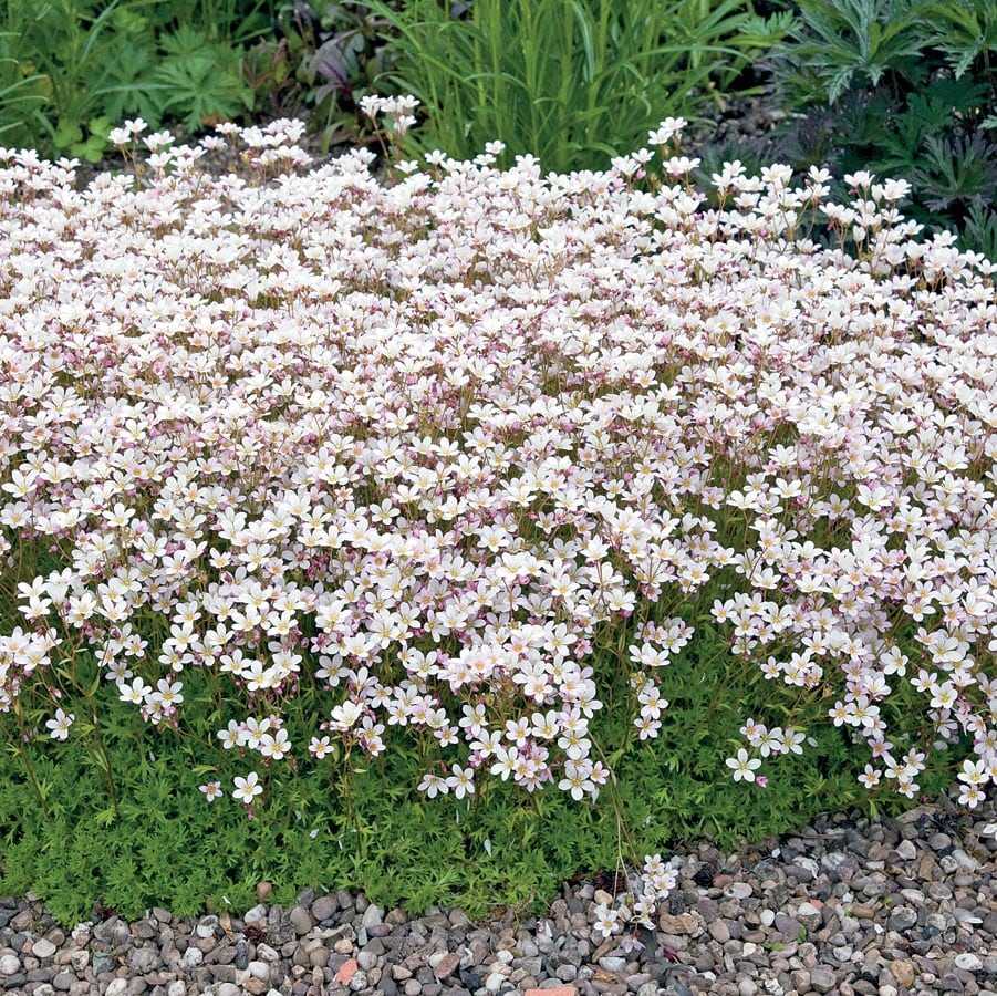 Lowe's NURSERY perennials - View #2
