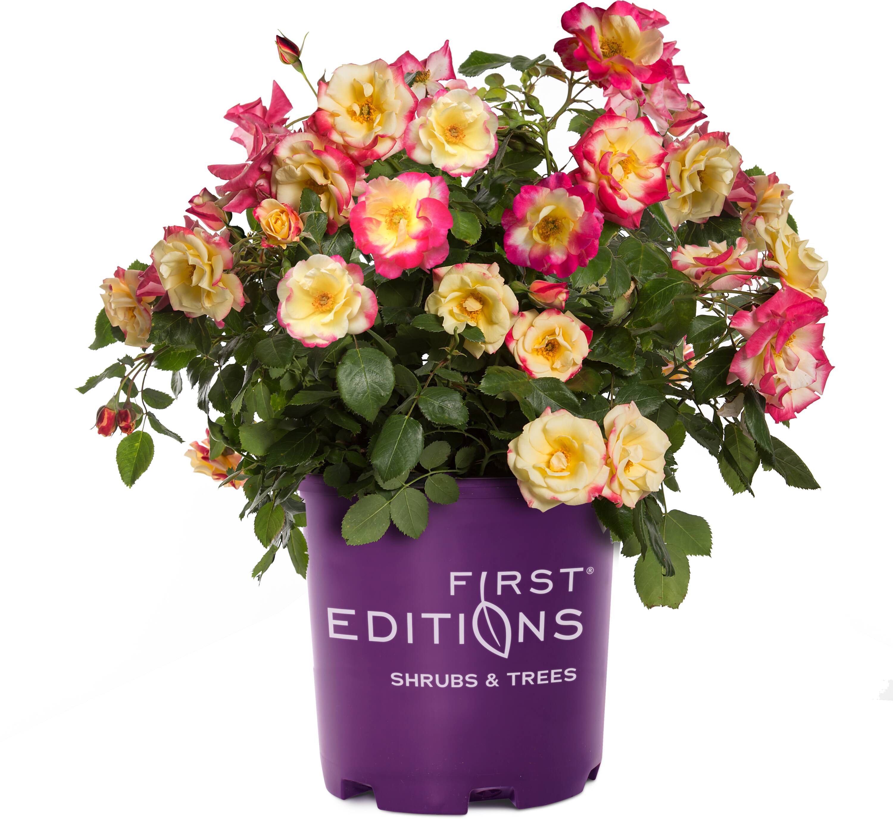 Lowe's Pink Campfire Rose Flowering Shrub in 2-Gallon Pot in the Shrubs ...