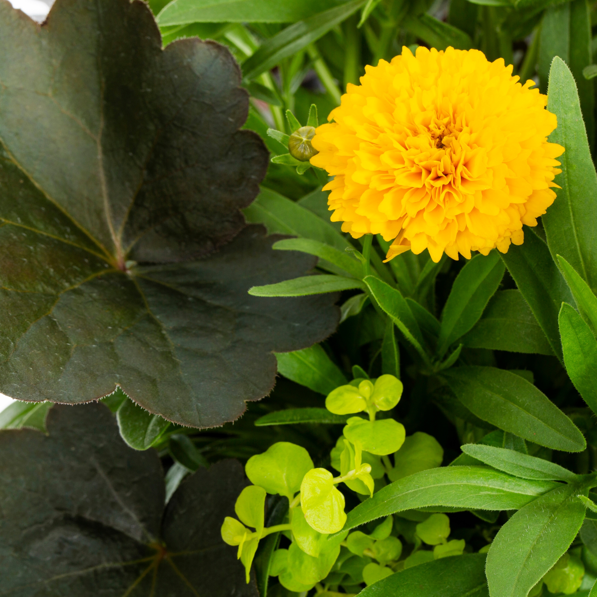 Lowe's NURSERY annuals - View #2