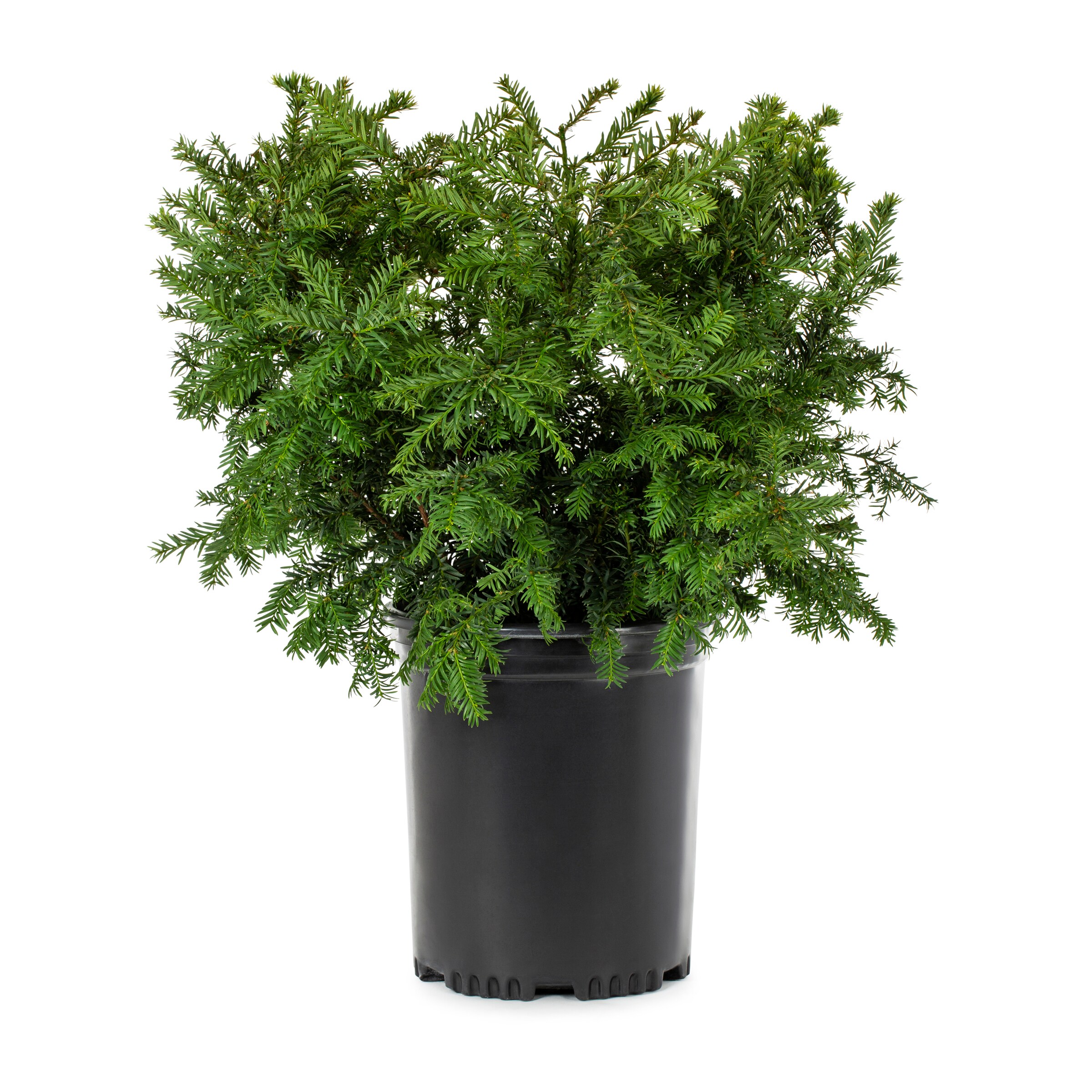 Brown's Yew Shrubs at Lowes.com