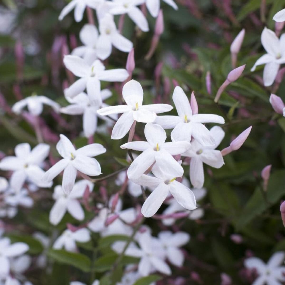 Lowe's 2.5-Quart in Pot Pink Jasmine in the Vines department at Lowes.com