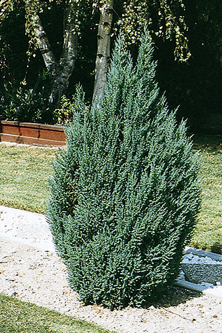 Monrovia 046872 Blue Point Juniper Screening Shrub In Pot (With Soil)