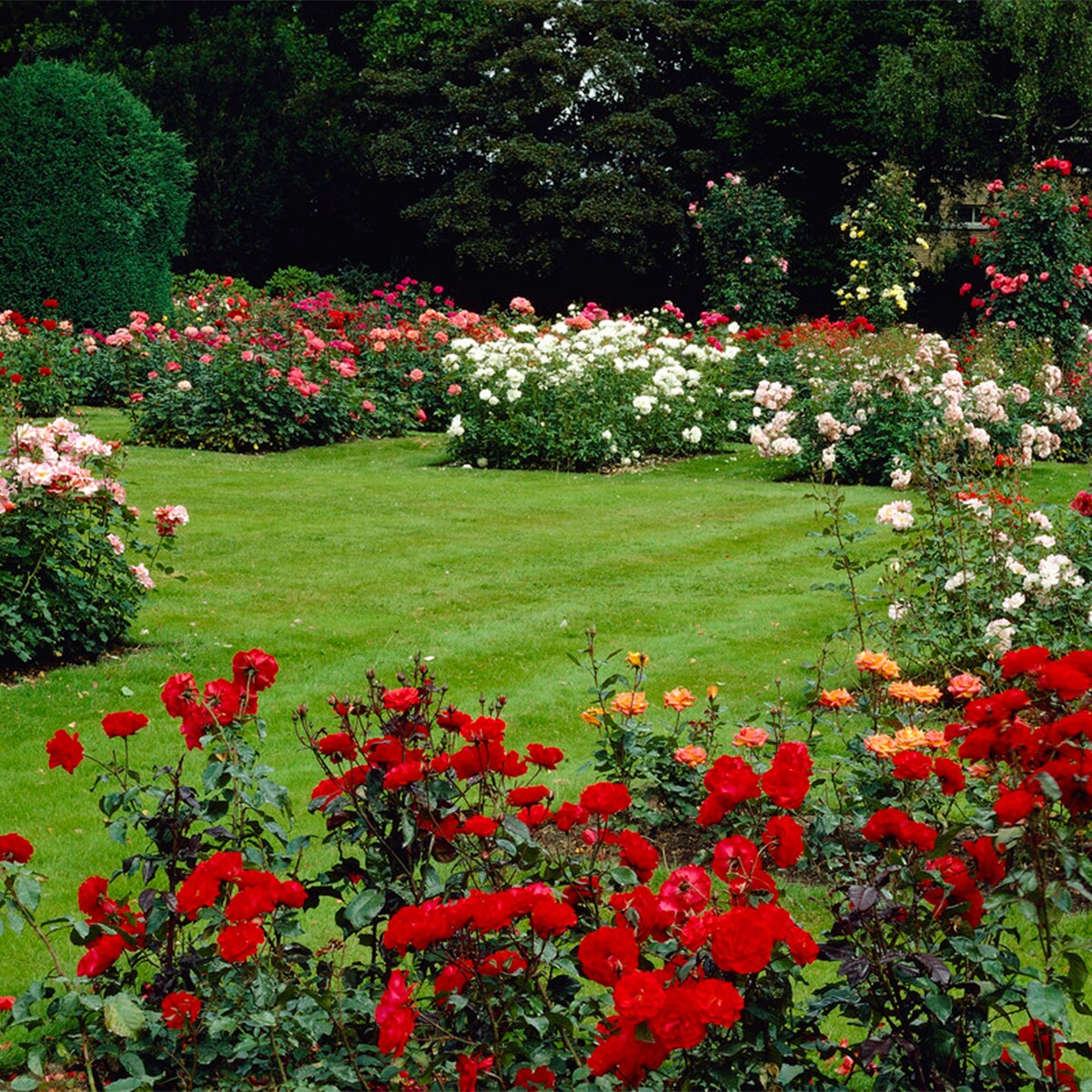 Van Zyverden 83879 roses - View #4