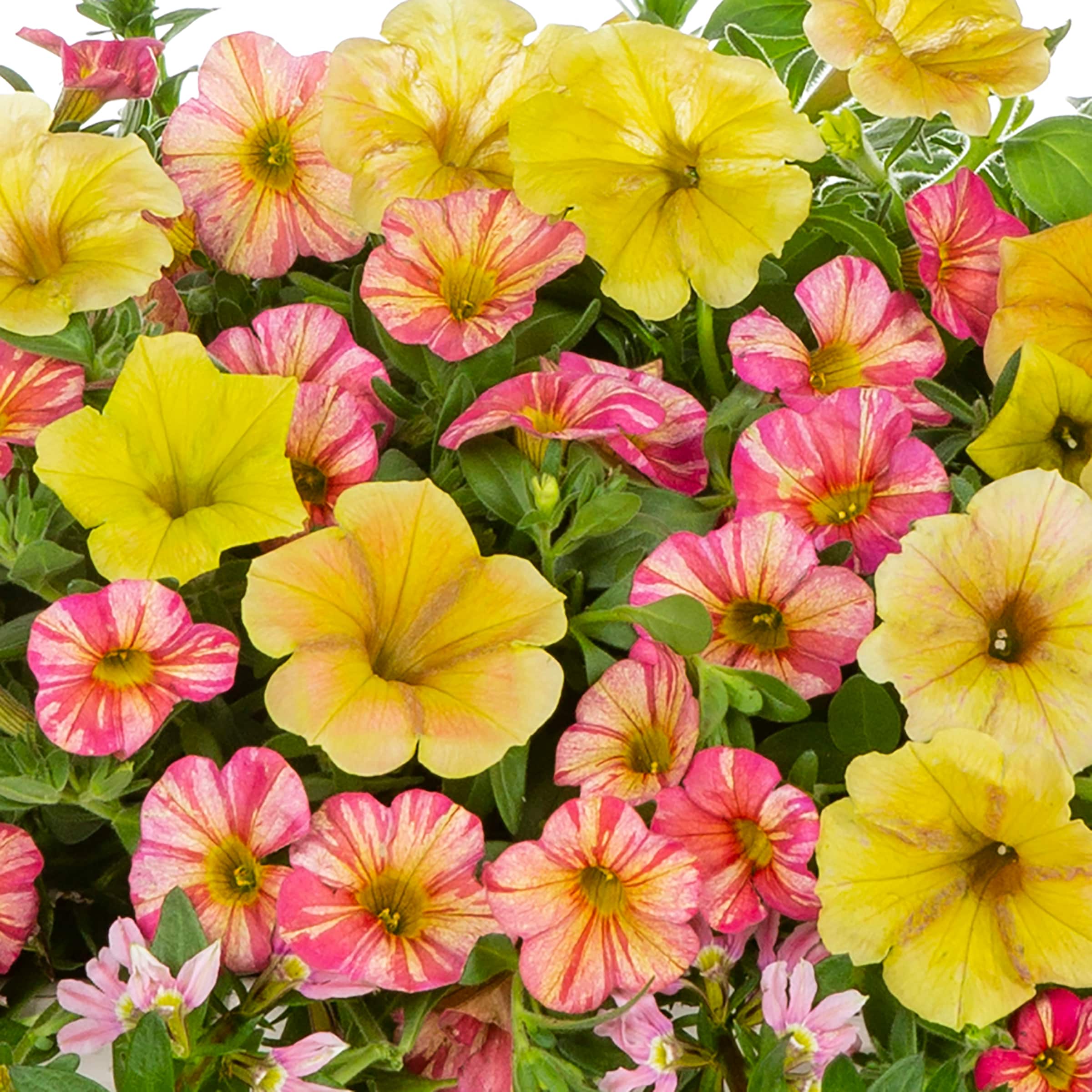 Multicolor Assorted Annuals in 3-Quart Hanging Basket in the Annuals ...