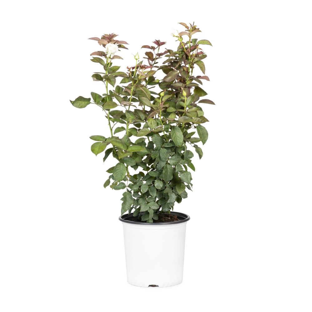 Lowe's NURSERY White Iceberg Rose 2.58-Gallon in Pot