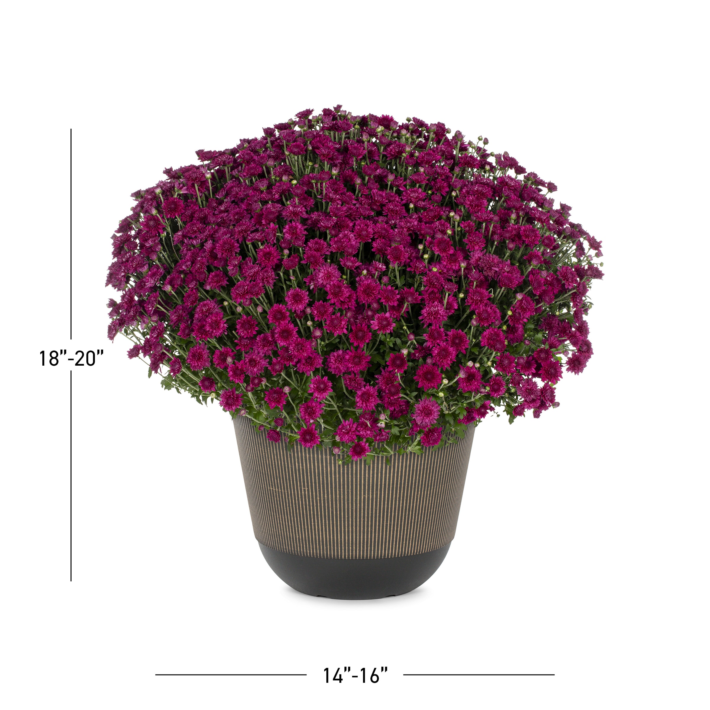 Lowe's NURSERY annuals - View #3