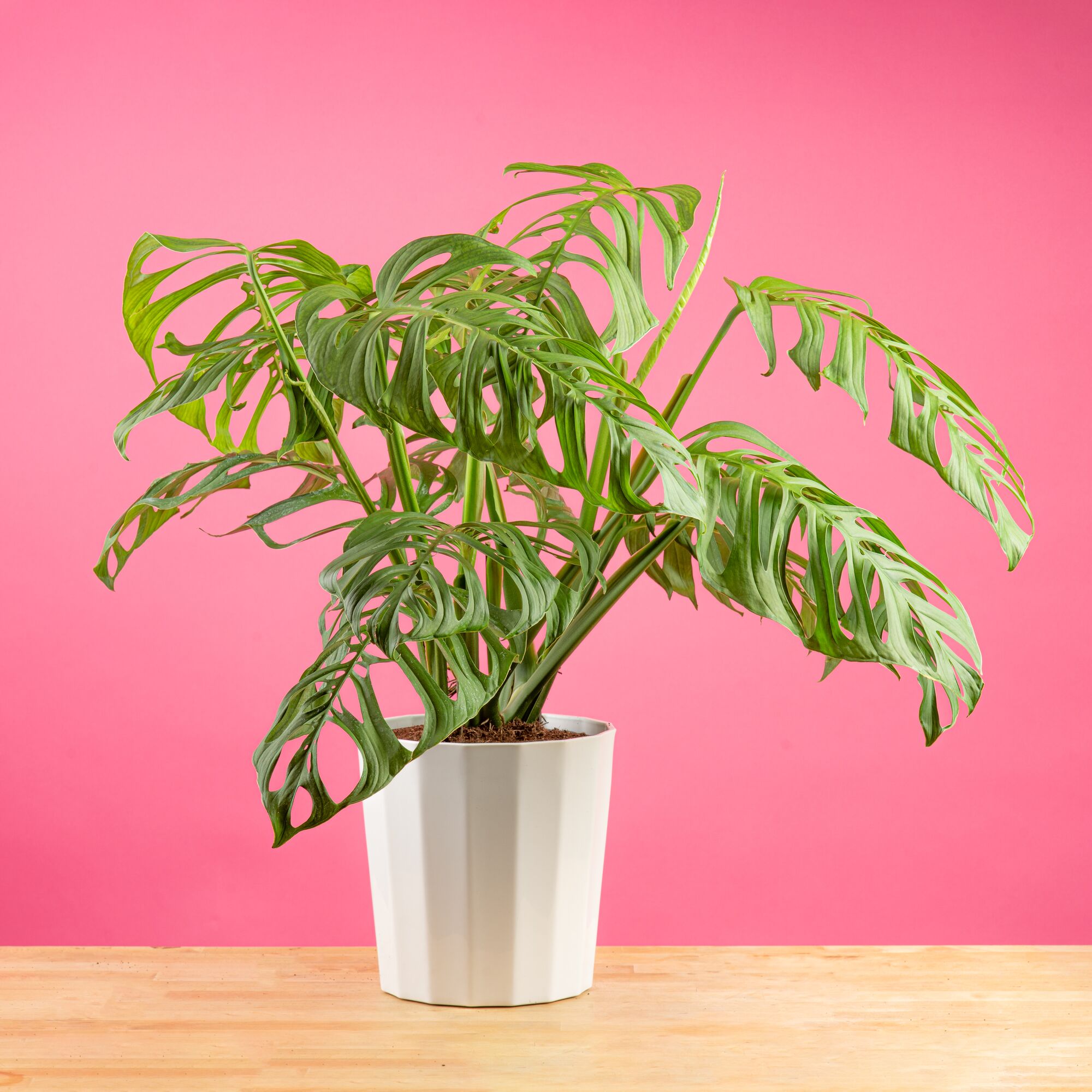 Costa Farms L-MEO-S-FVL-01-LW hseplants - View #4