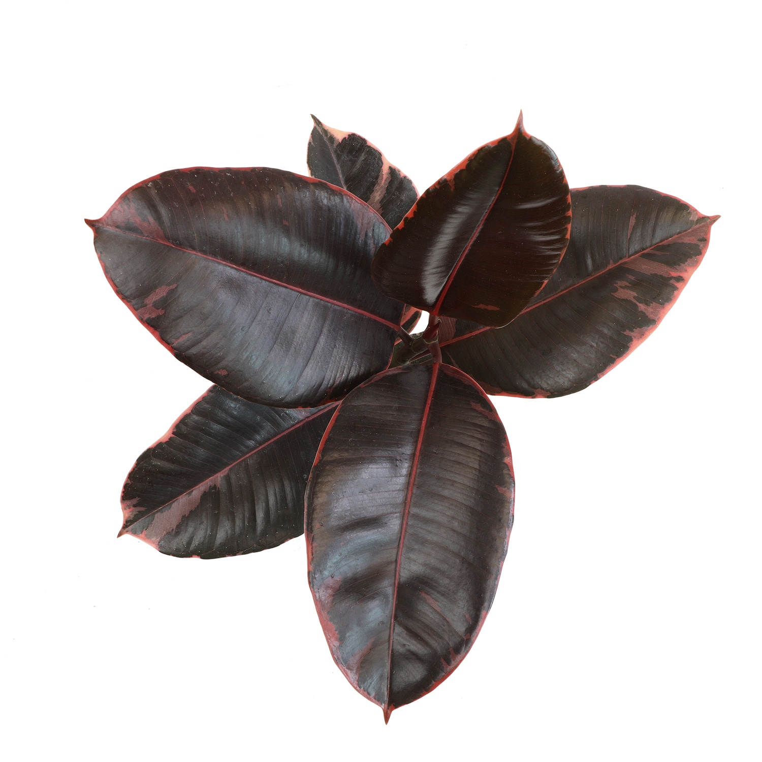 Altman Plants 0872664 hseplants - View #2