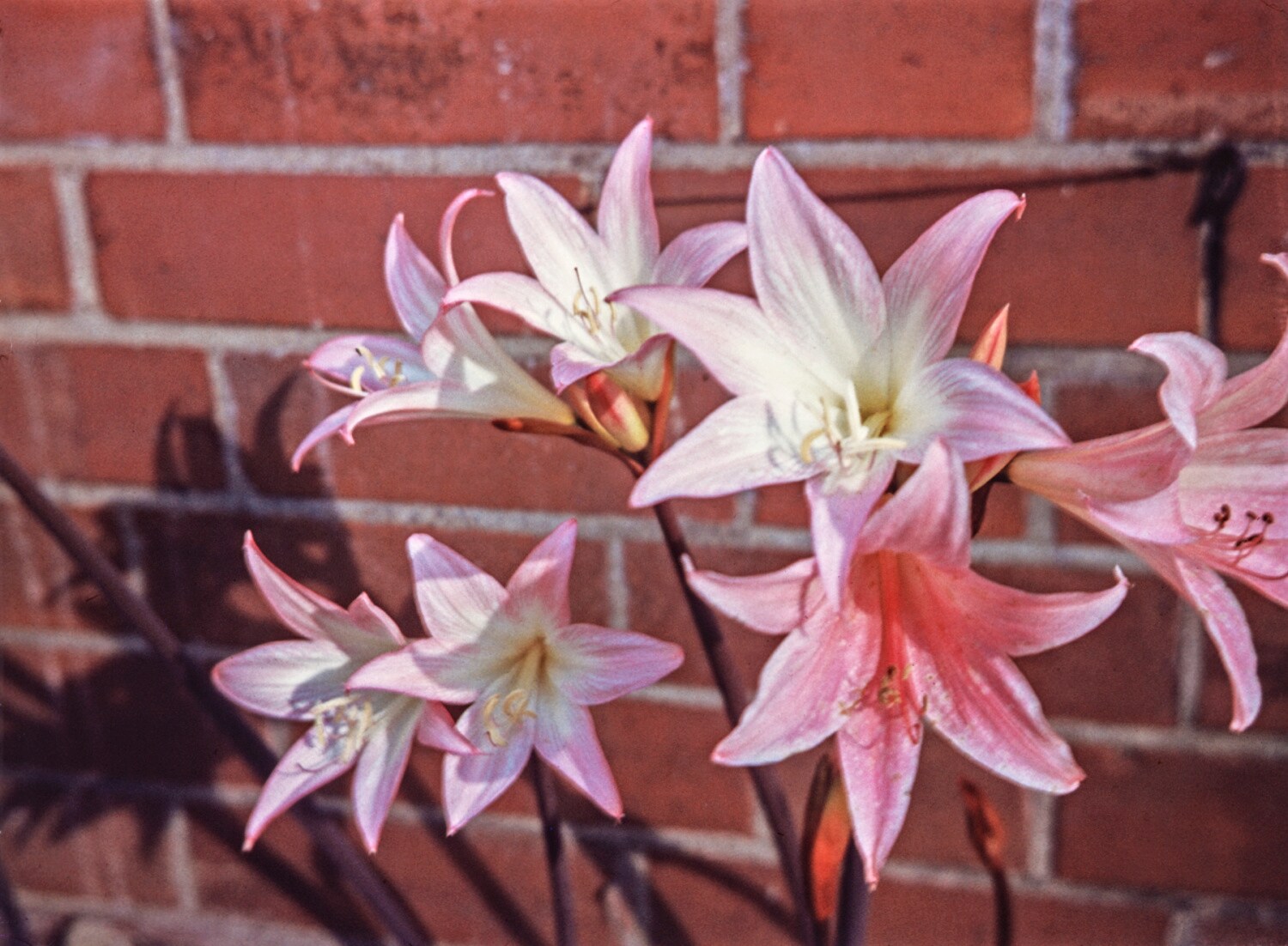 Breck's 91865 Plant-Bulbs - View #4