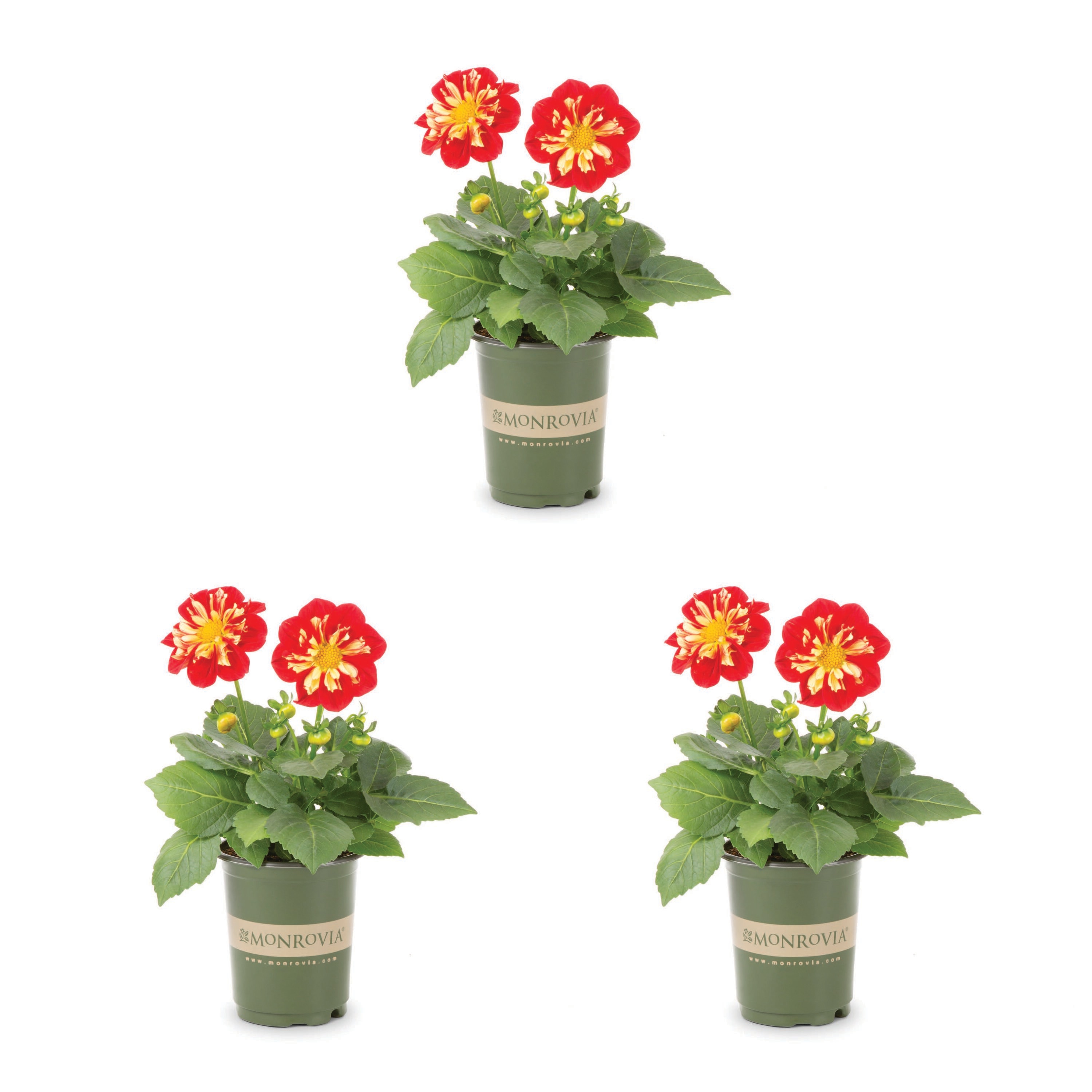 Monrovia 4817 Multicolor Dahlia in 1.5 Pint Pot 3 -Pack