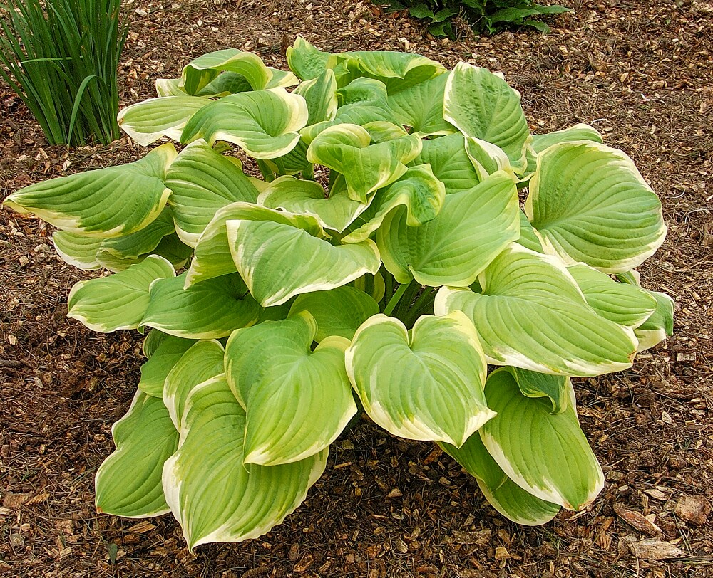 Spring Hill Nurseries 80571 perennials - View #4
