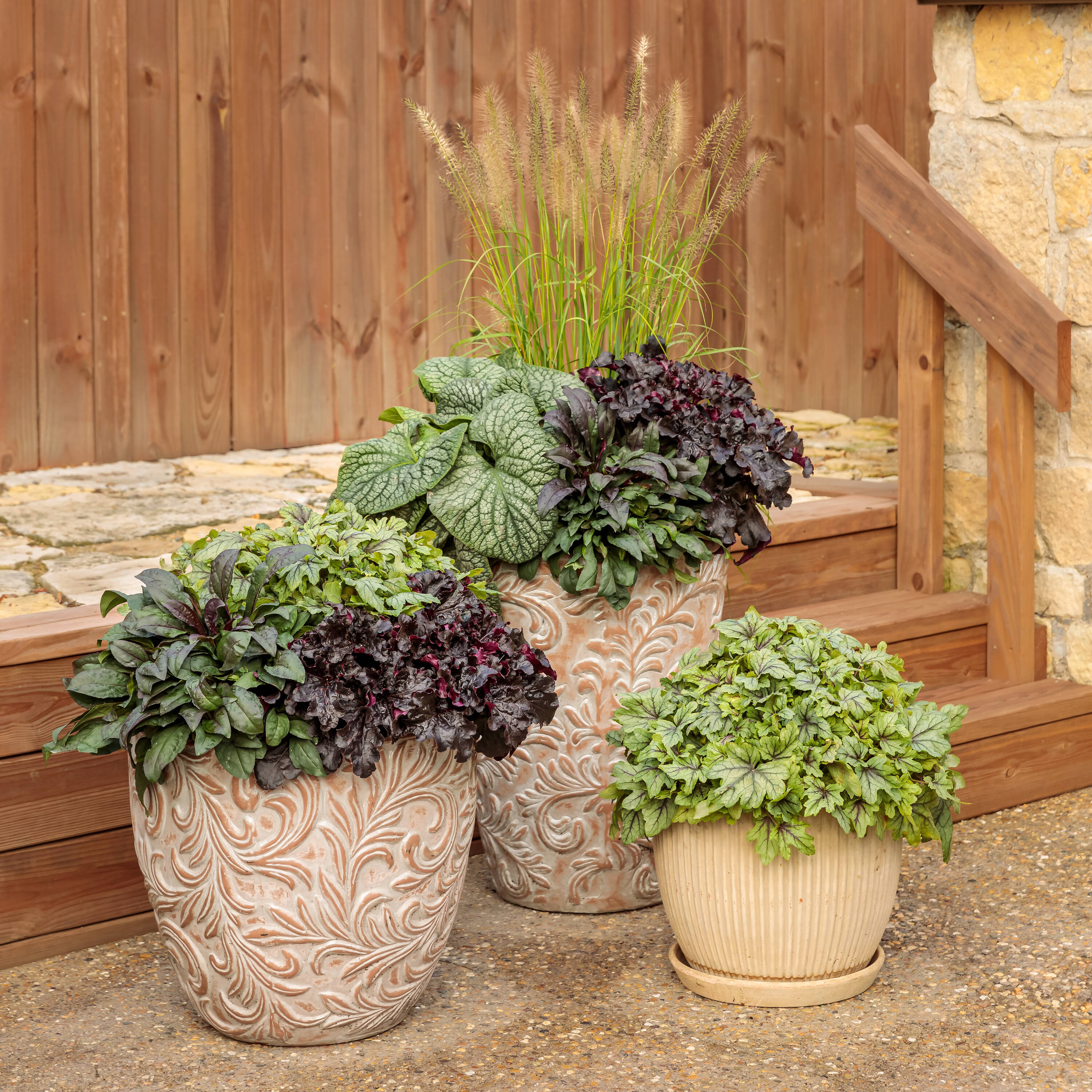 Proven Winners HEUPWP2807800 perennials - View #3
