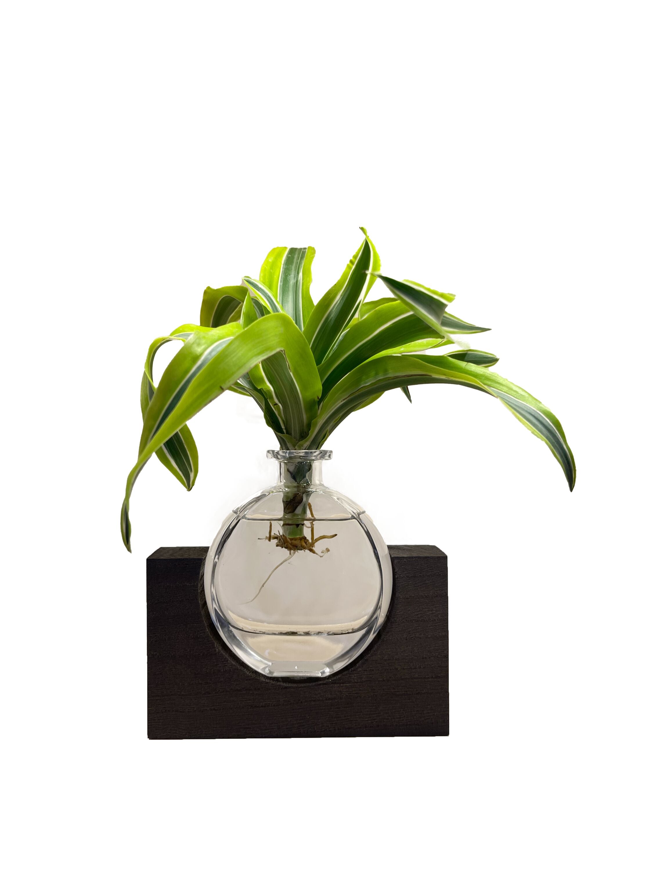 LiveTrends Vitality House Plant in 1-Pack(s) Pot in the House Plants ...