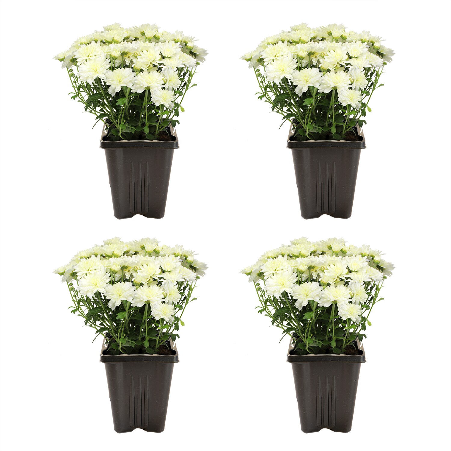 Altman Plants 0881143 annuals - View #7
