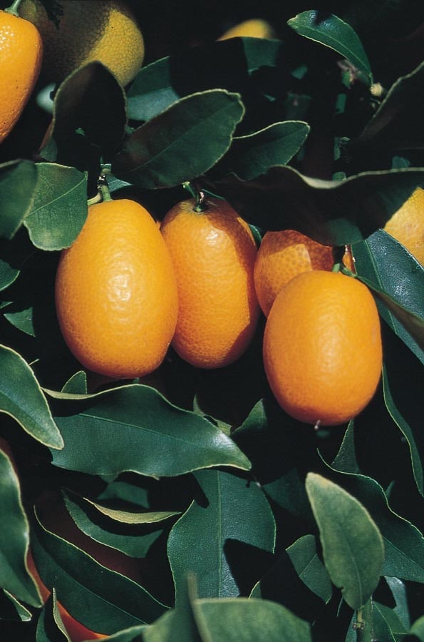 Lowe's NURSERY Kumquat Plant