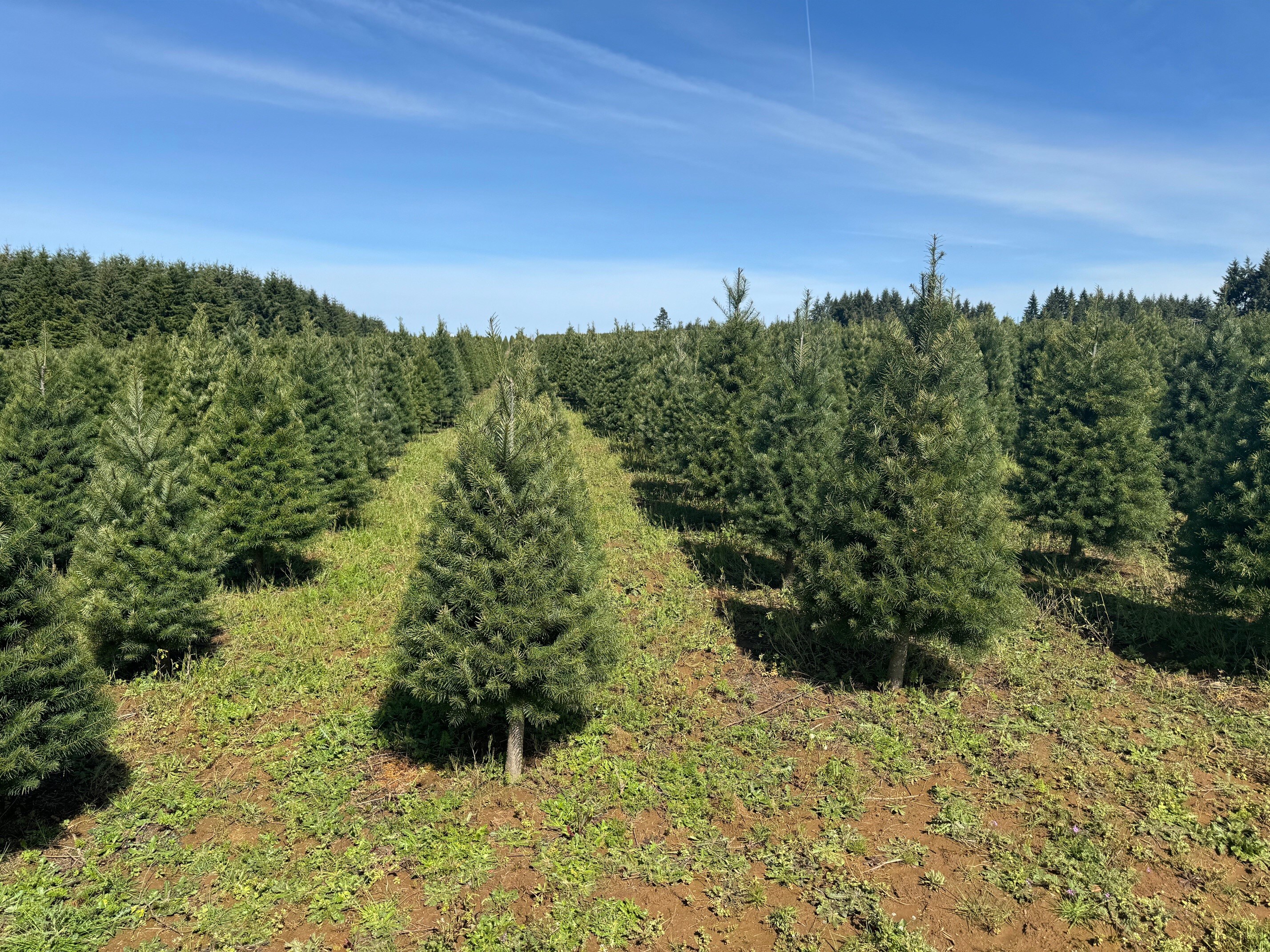  18 Fresh-Christmas-Trees - View #4