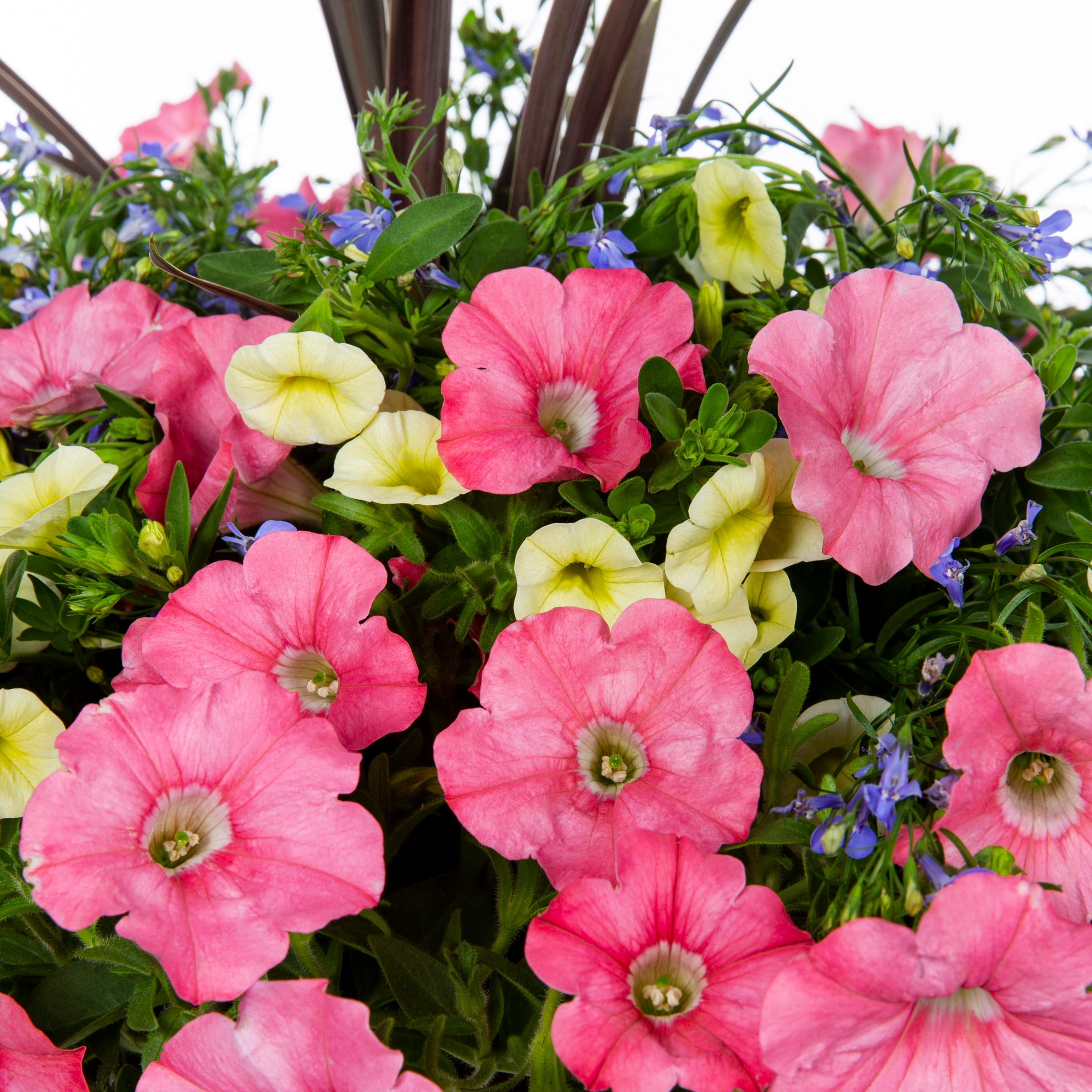 Lowe's NURSERY annuals - View #2