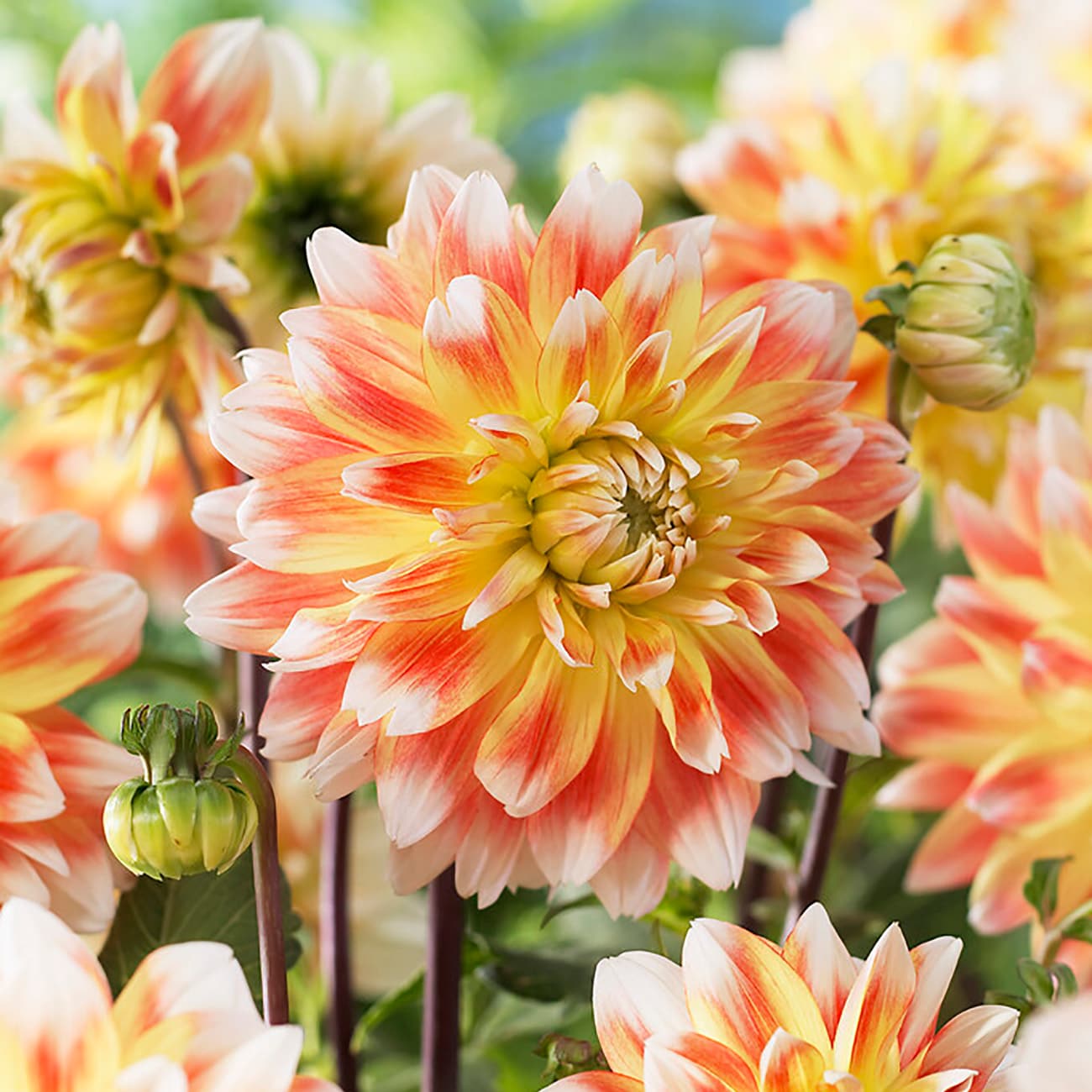 Van Zyverden 84120 Multicolor Dahlia Bulbs 3 Count