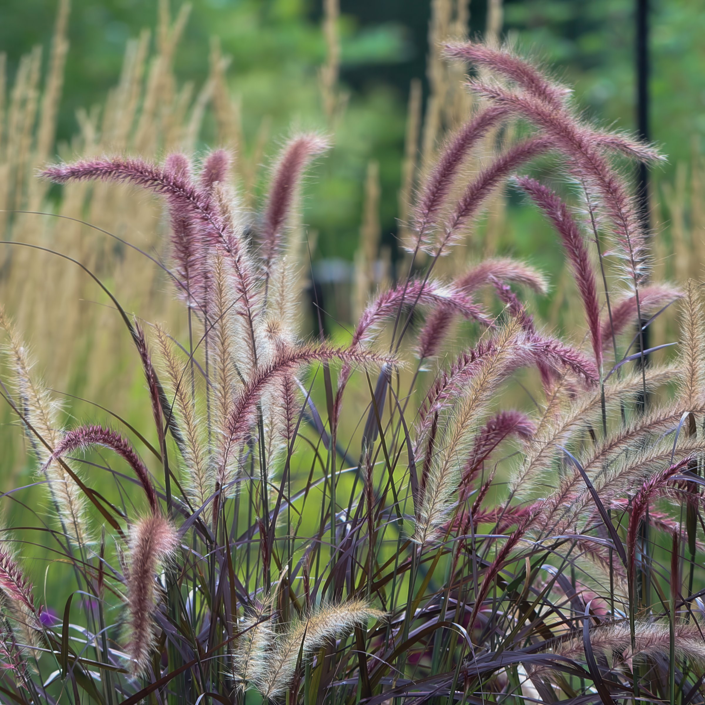 National Plant Network LW2193 perennials - View #6