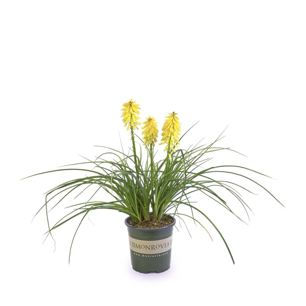 Monrovia Yellow Poco Yellow Red Hot Poker Plant in 2.6-Quart Pot 448591 ...