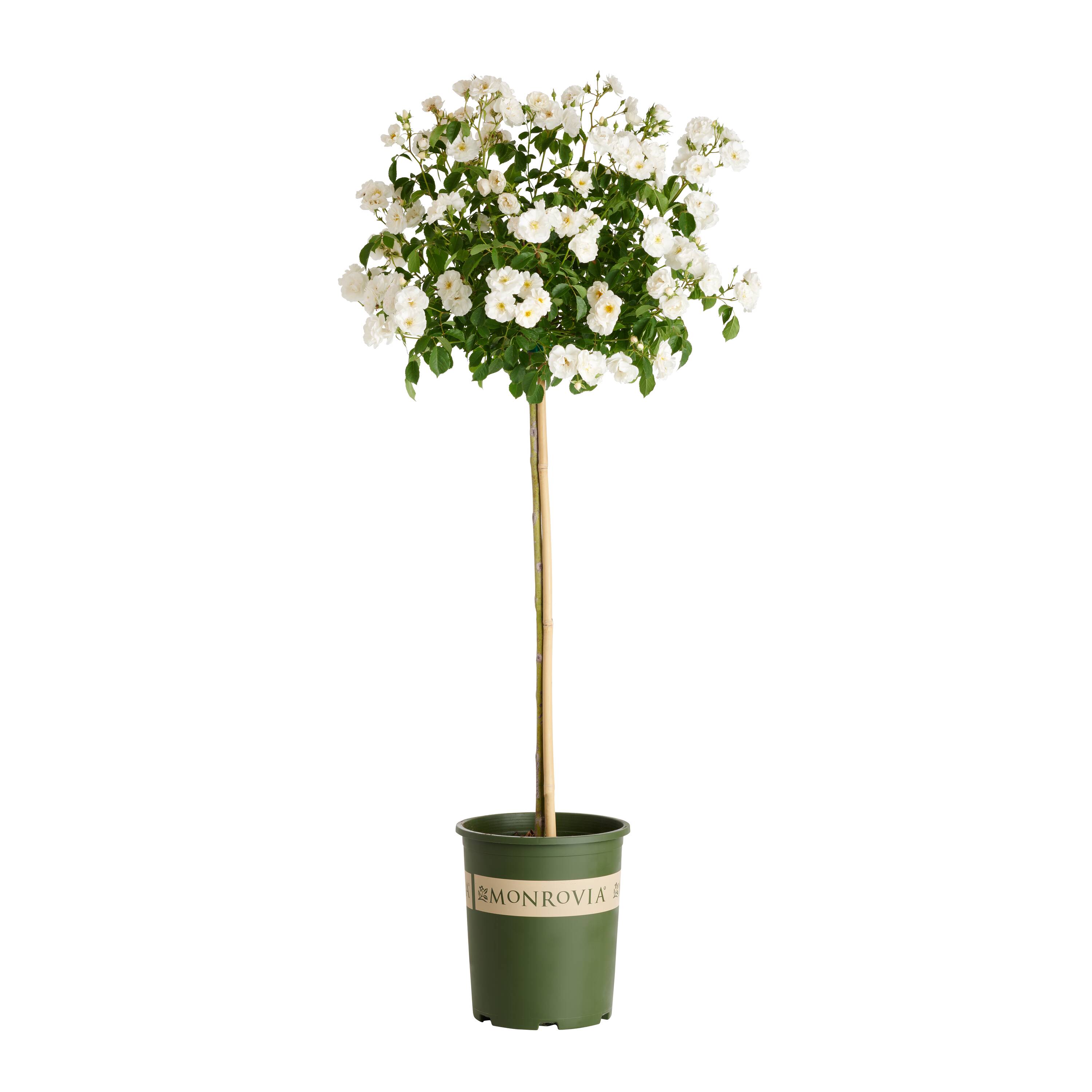 Monrovia 420415PT White Nitty Gritty White Rose 3.58 -Gallon Pot