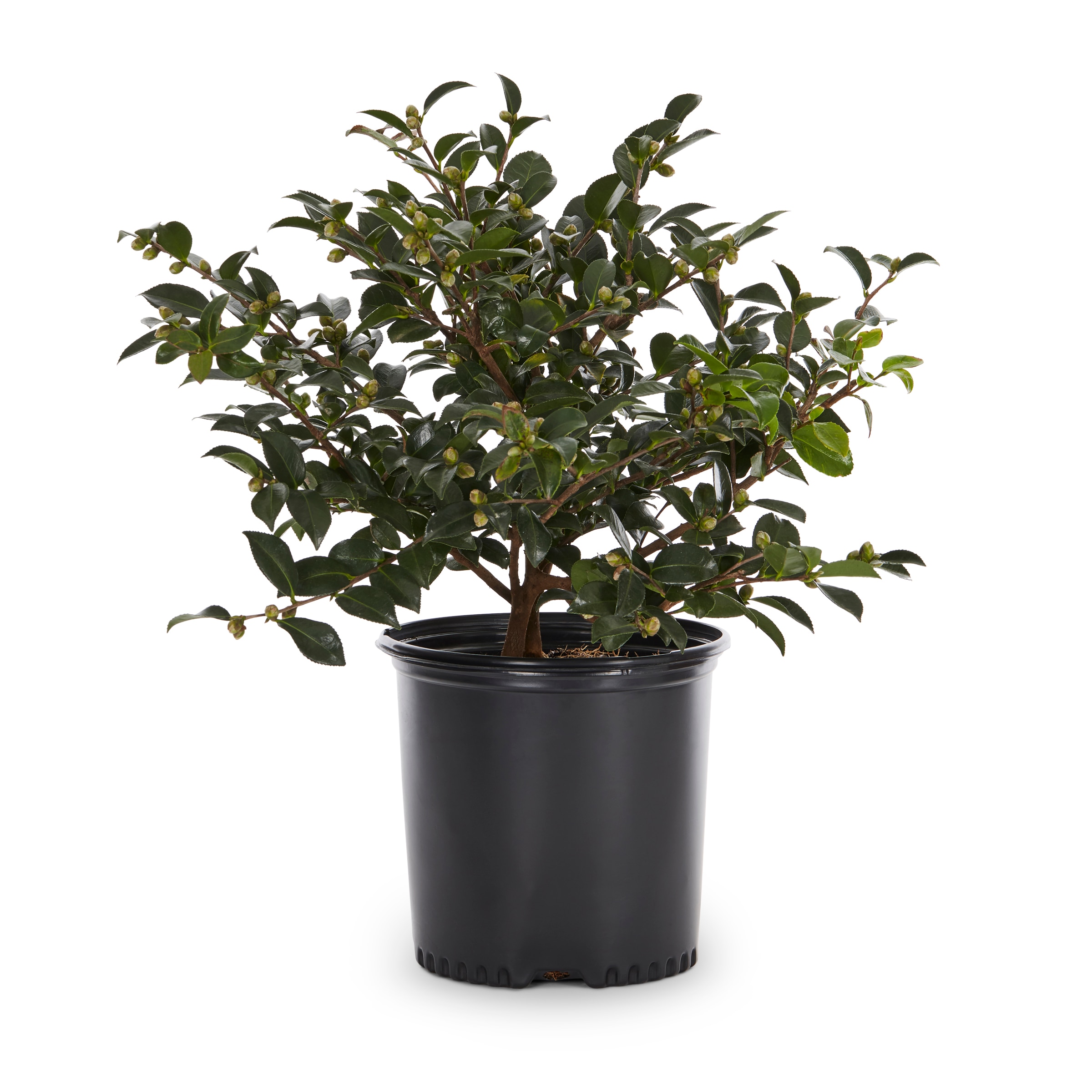 Lowe's 79983 Sasanqua Camellia Shrub in 2.25 -Gallon