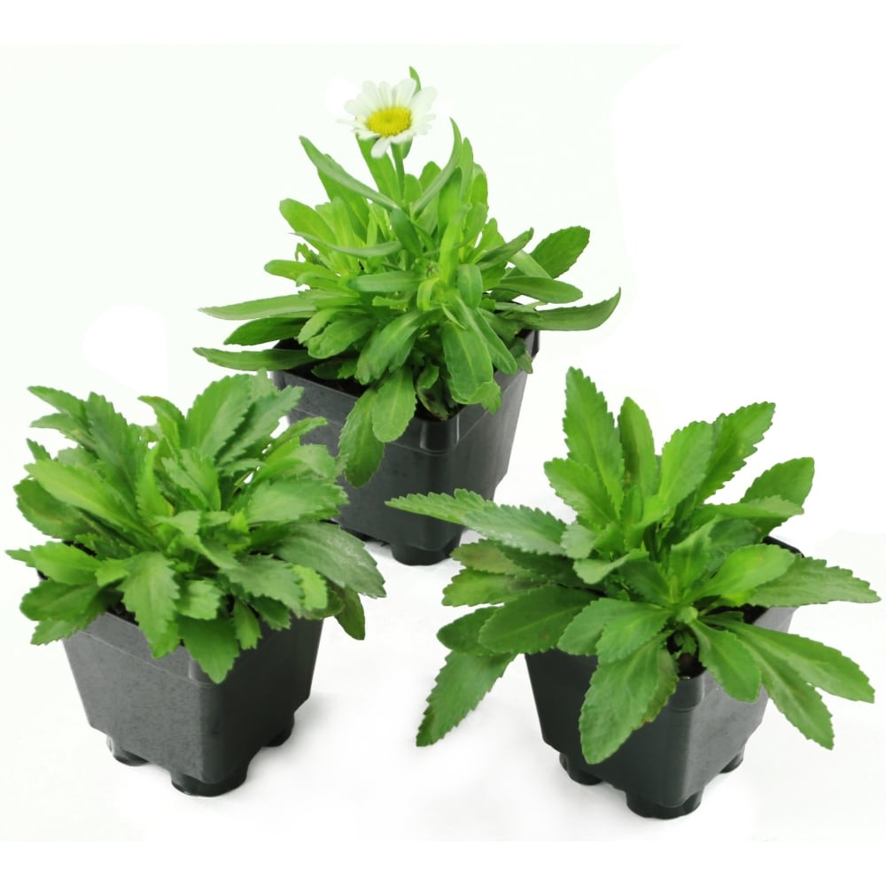 National Plant Network LW1578 White Shasta Daisy Plant in 2.5 -in Pot 3 -Pack