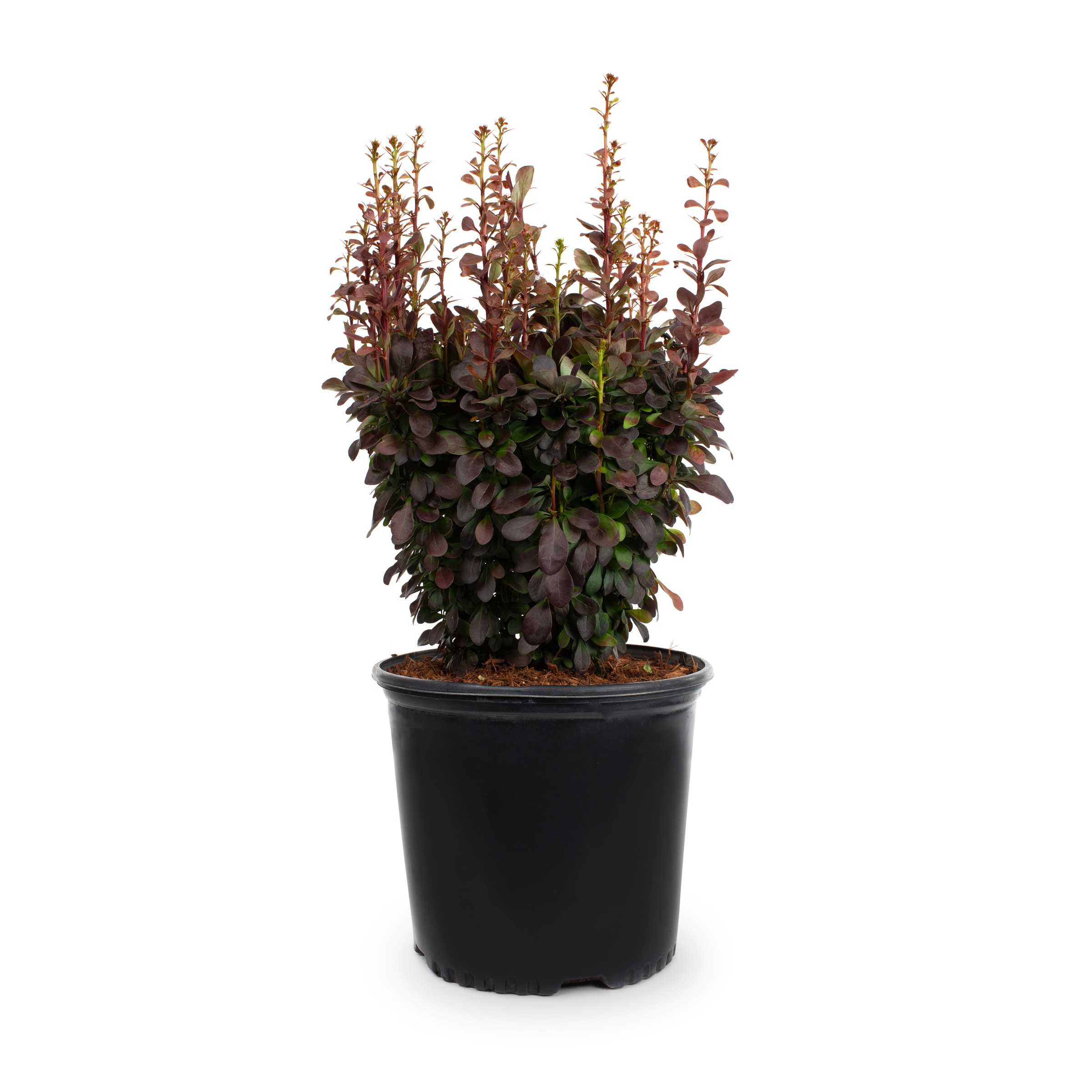 Lowe's 096565186884 shrubs - View #3