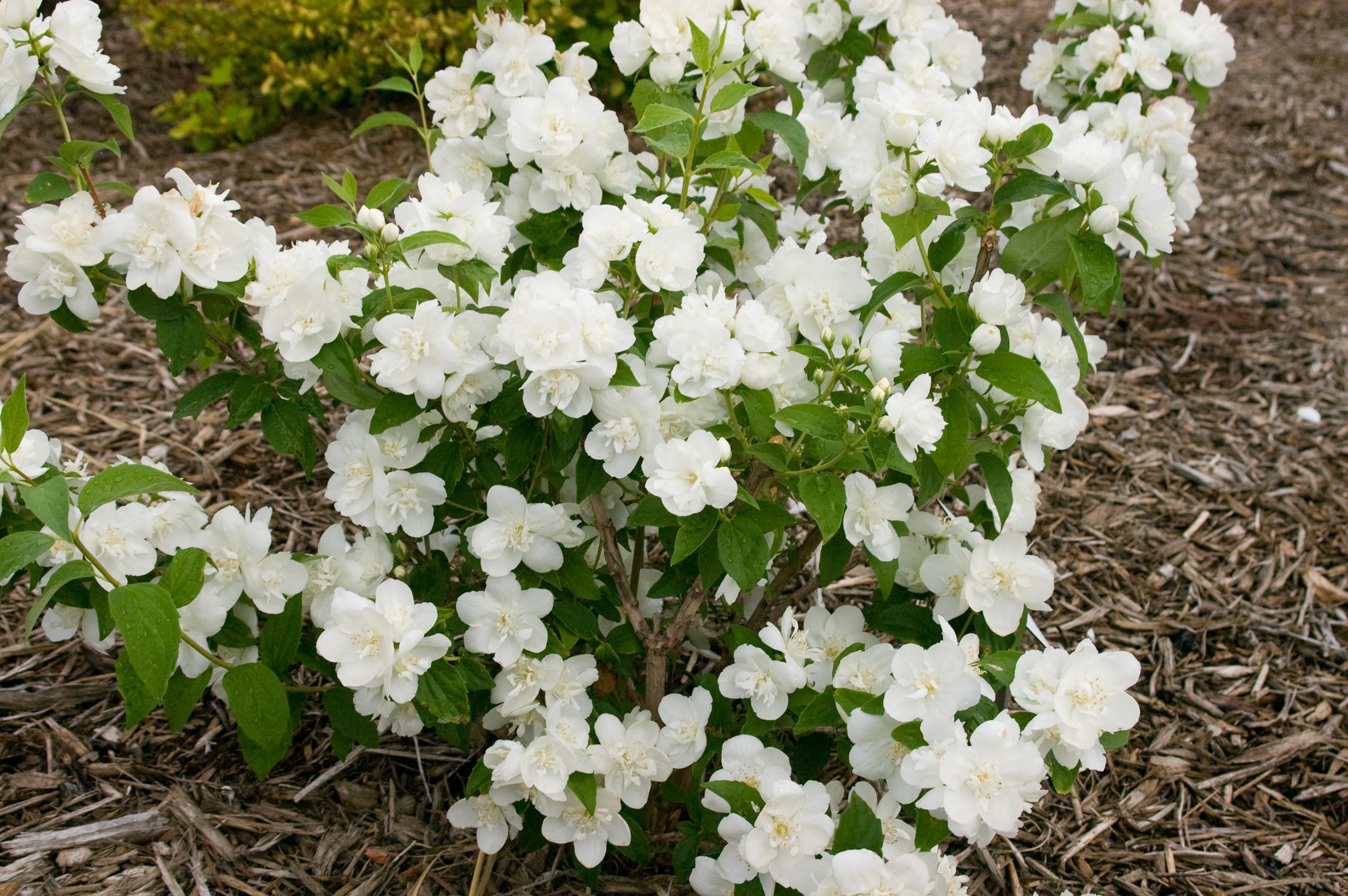 Lowe's White Snow White Mockorange Flowering Shrub Pot in the Shrubs ...