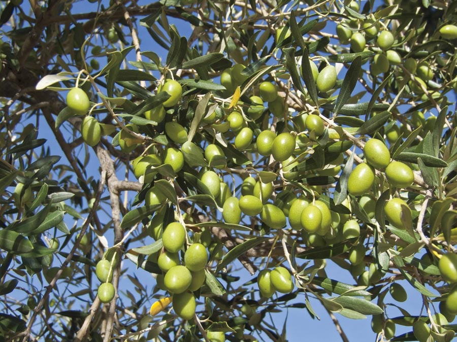 Mission Fruiting Olive Trees