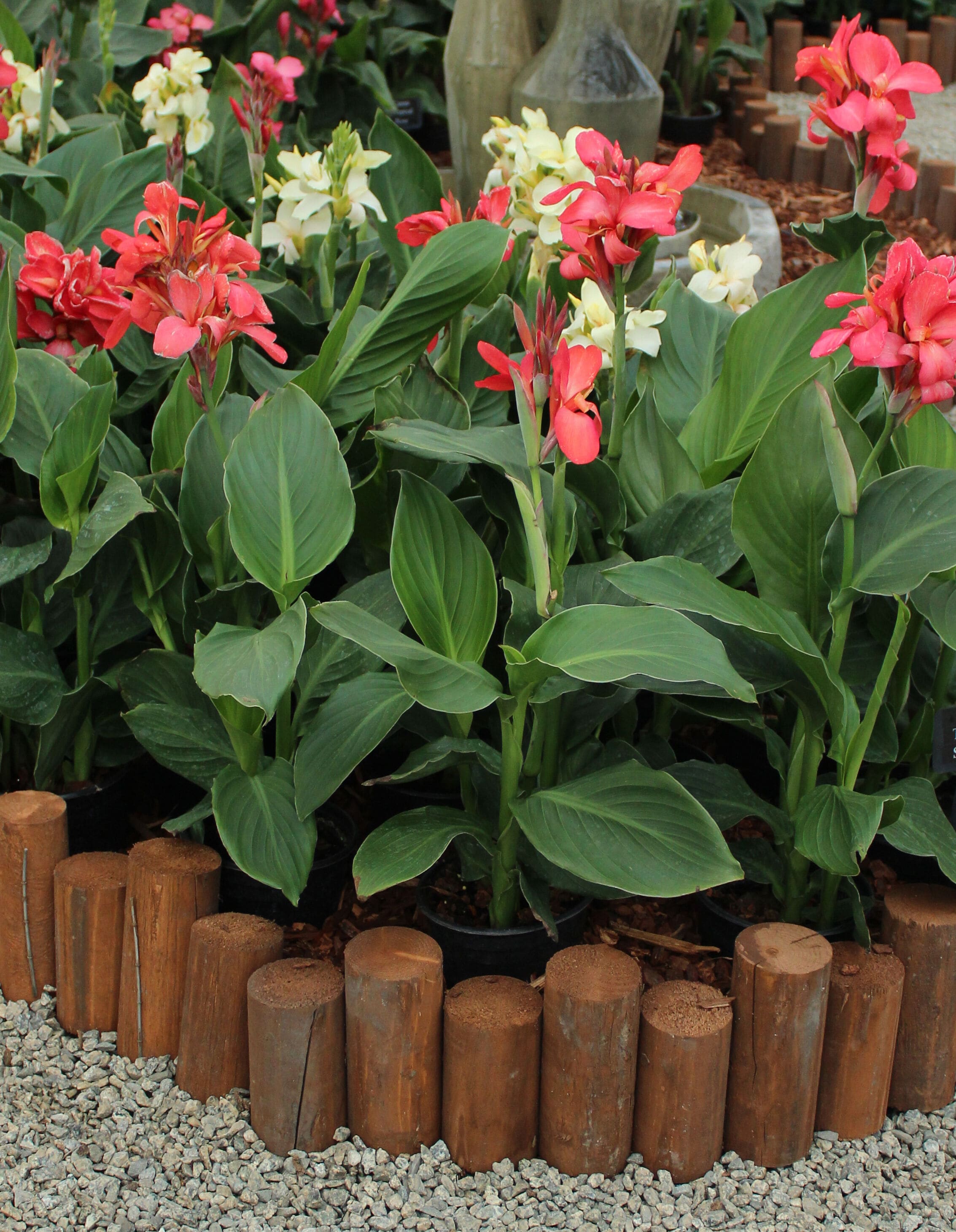 Monrovia 79150 annuals - View #4