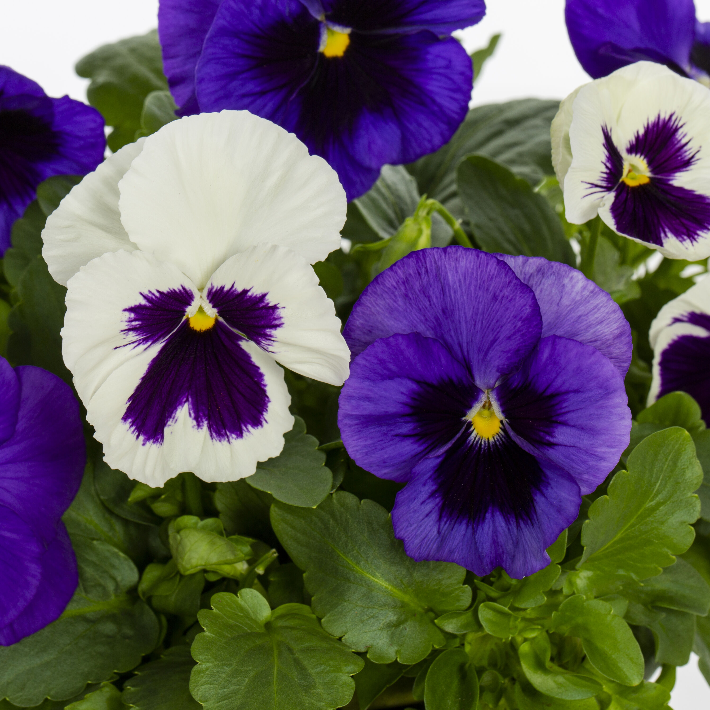 Metrolina Greenhouses 5321 annuals - View #2