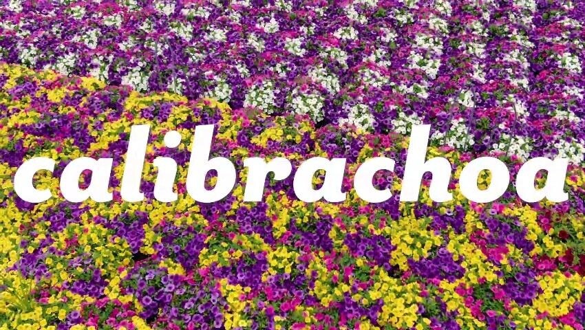 A thumbnail for the video