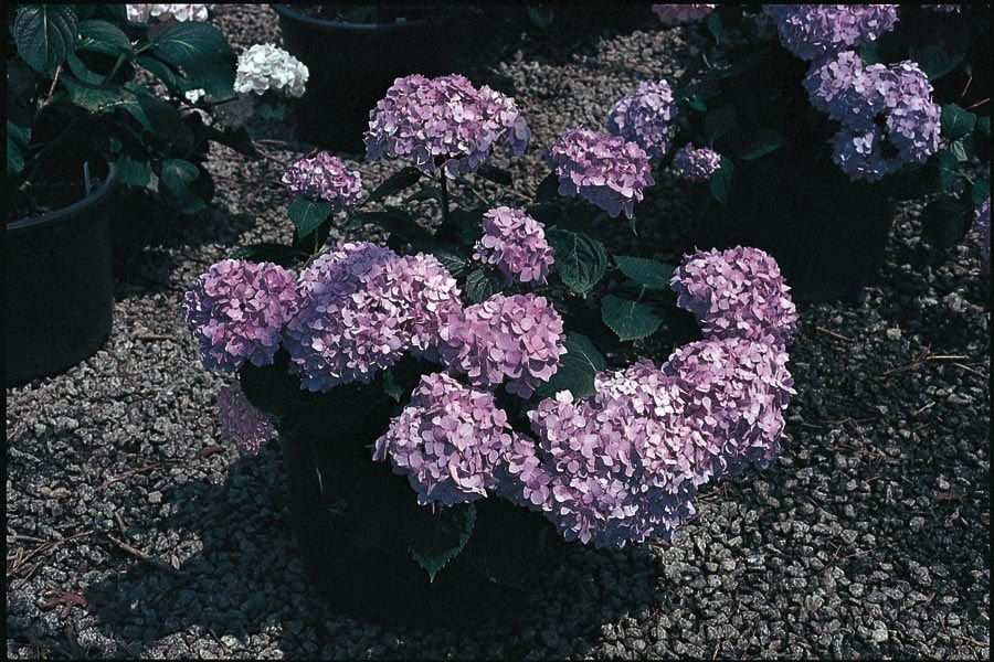 lowes summer