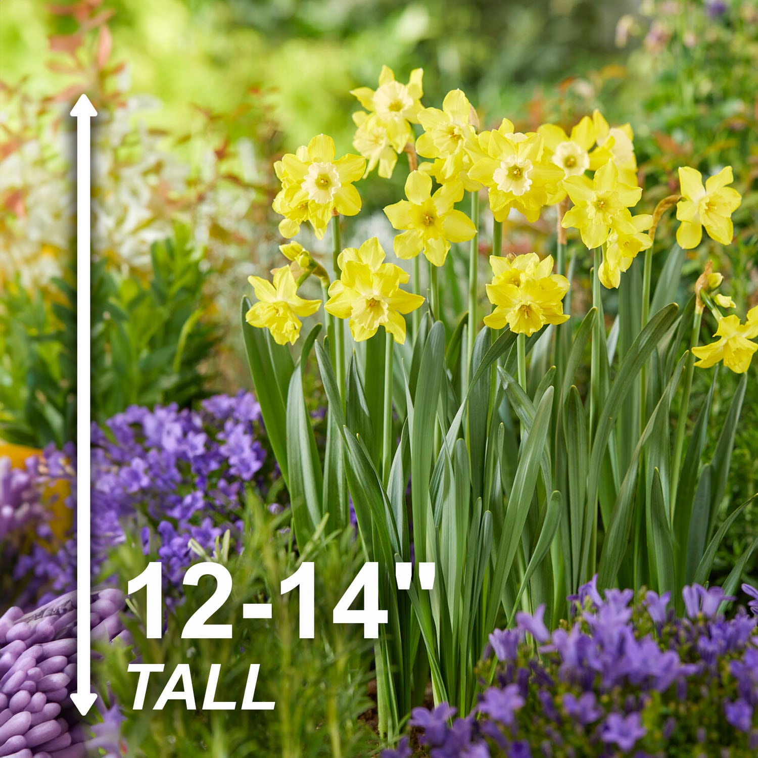 Garden State Bulb ECF-120-25-01 Plant-Bulbs - View #3