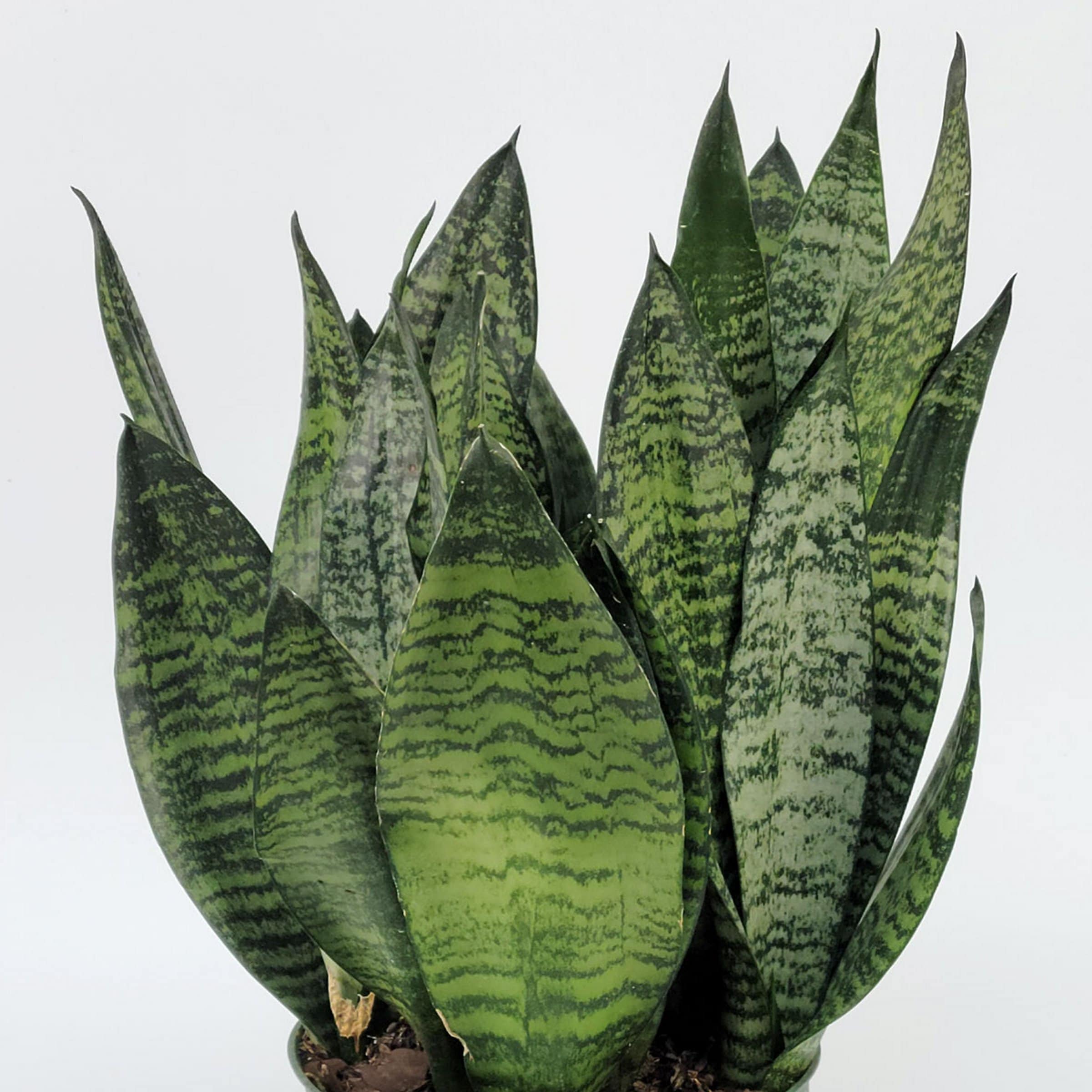 National Plant Network Sansevieria Zeylanica Superba House plant in 6  Inch(es) Pot 1 -Pack in the House Plants department at Lowes.com