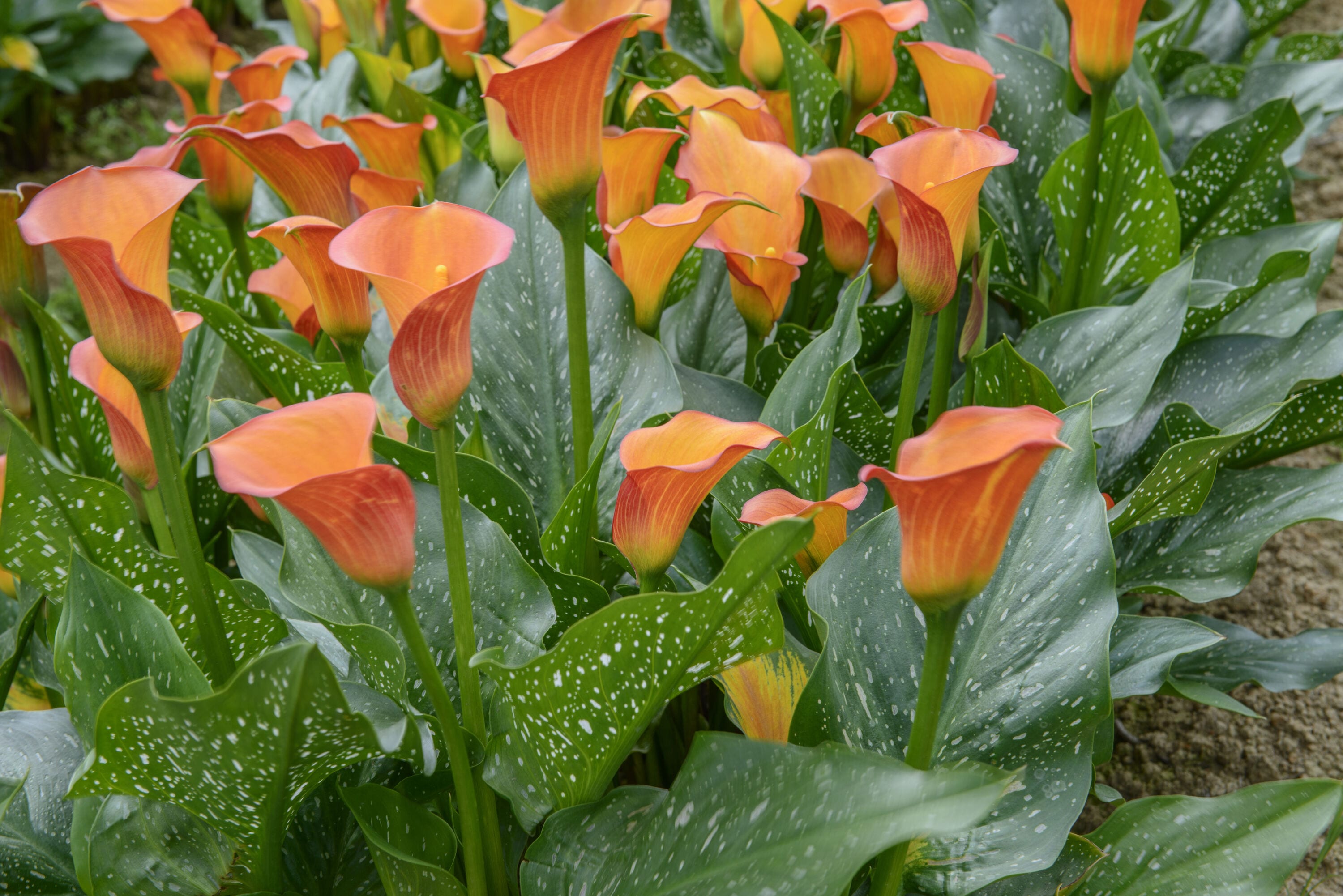 National Plant Network LW1636 perennials - View #4